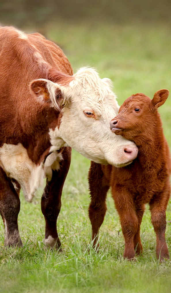 eating-veg-choose-reason-cards-for-the-animals