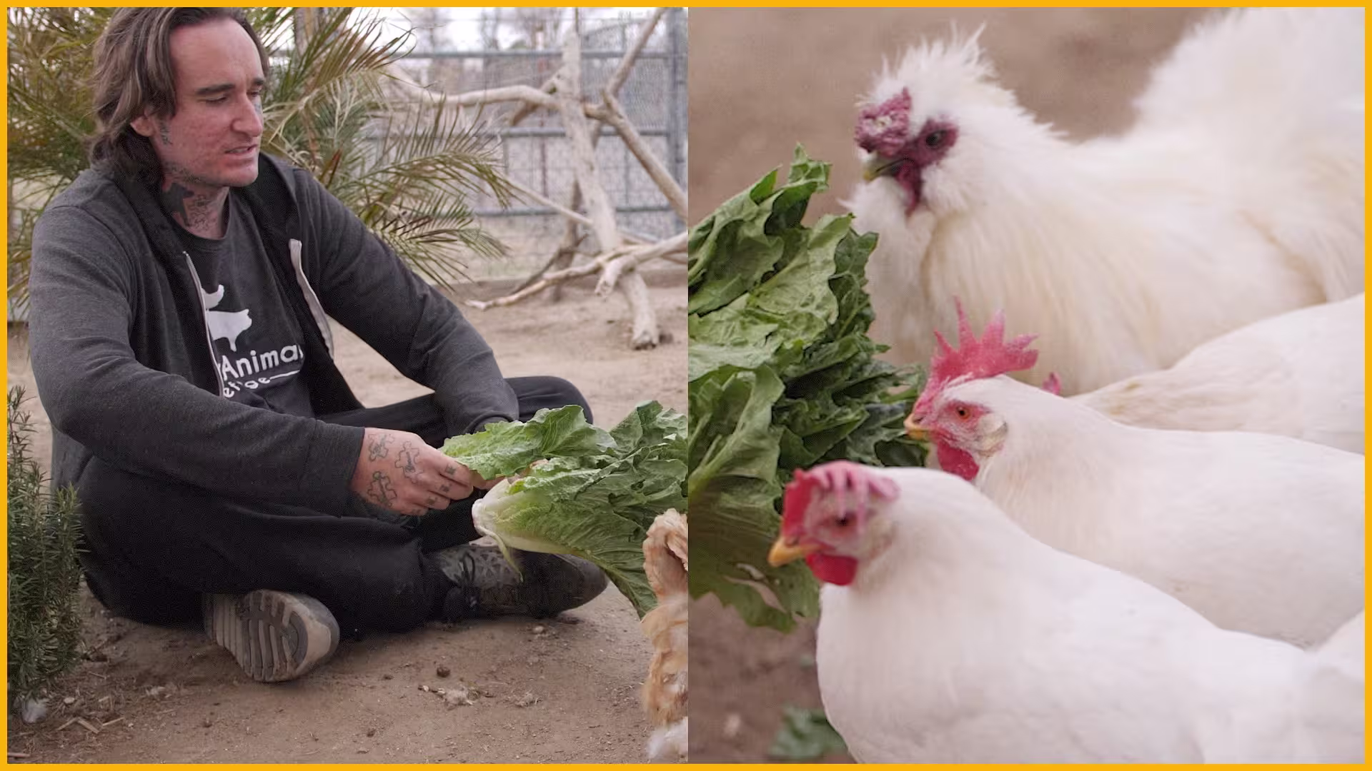 FARChickens Thumbnail1