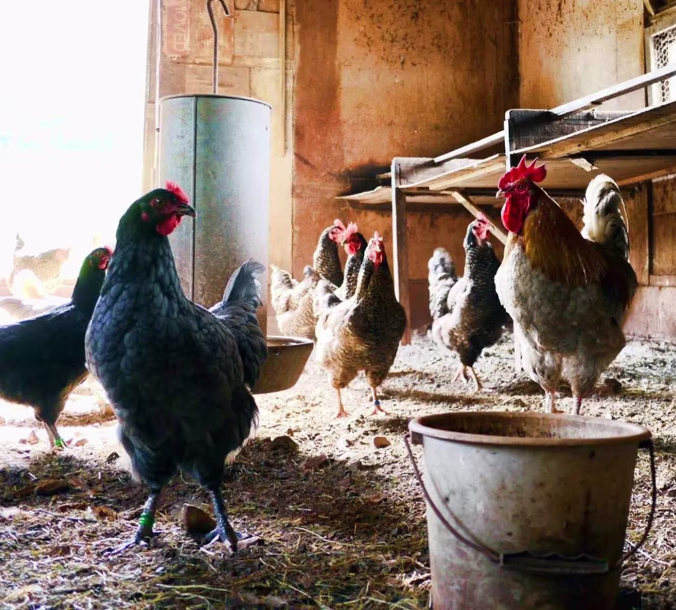 Kewpie Japan Maxi Image