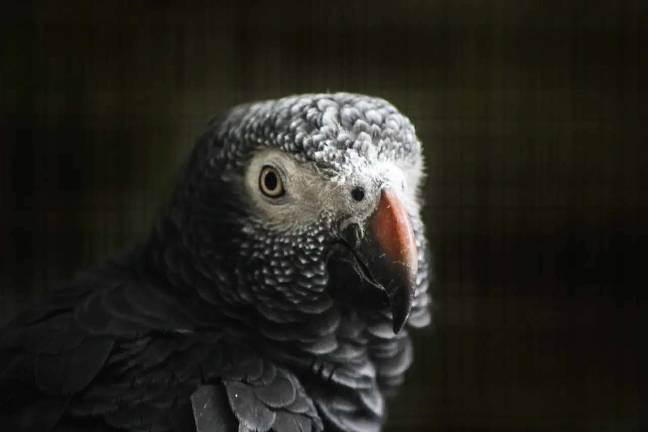 African gray parrot