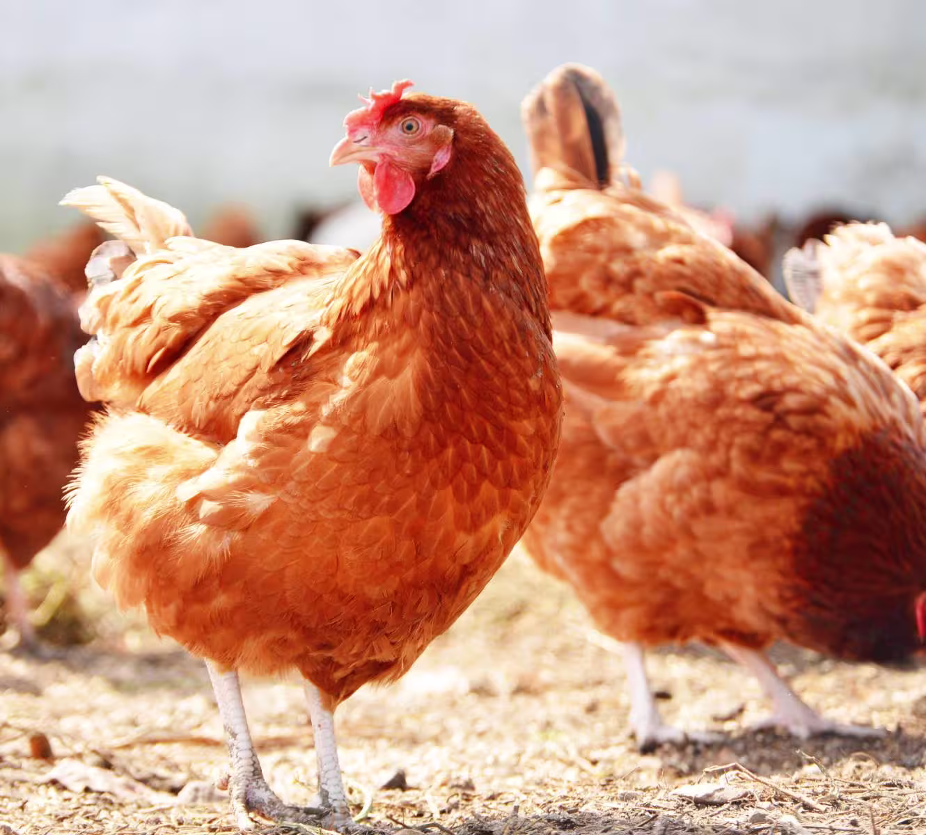 OWA Good News Maxi Image