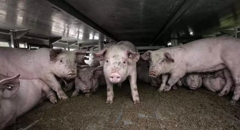 Animal Transport Mini Image