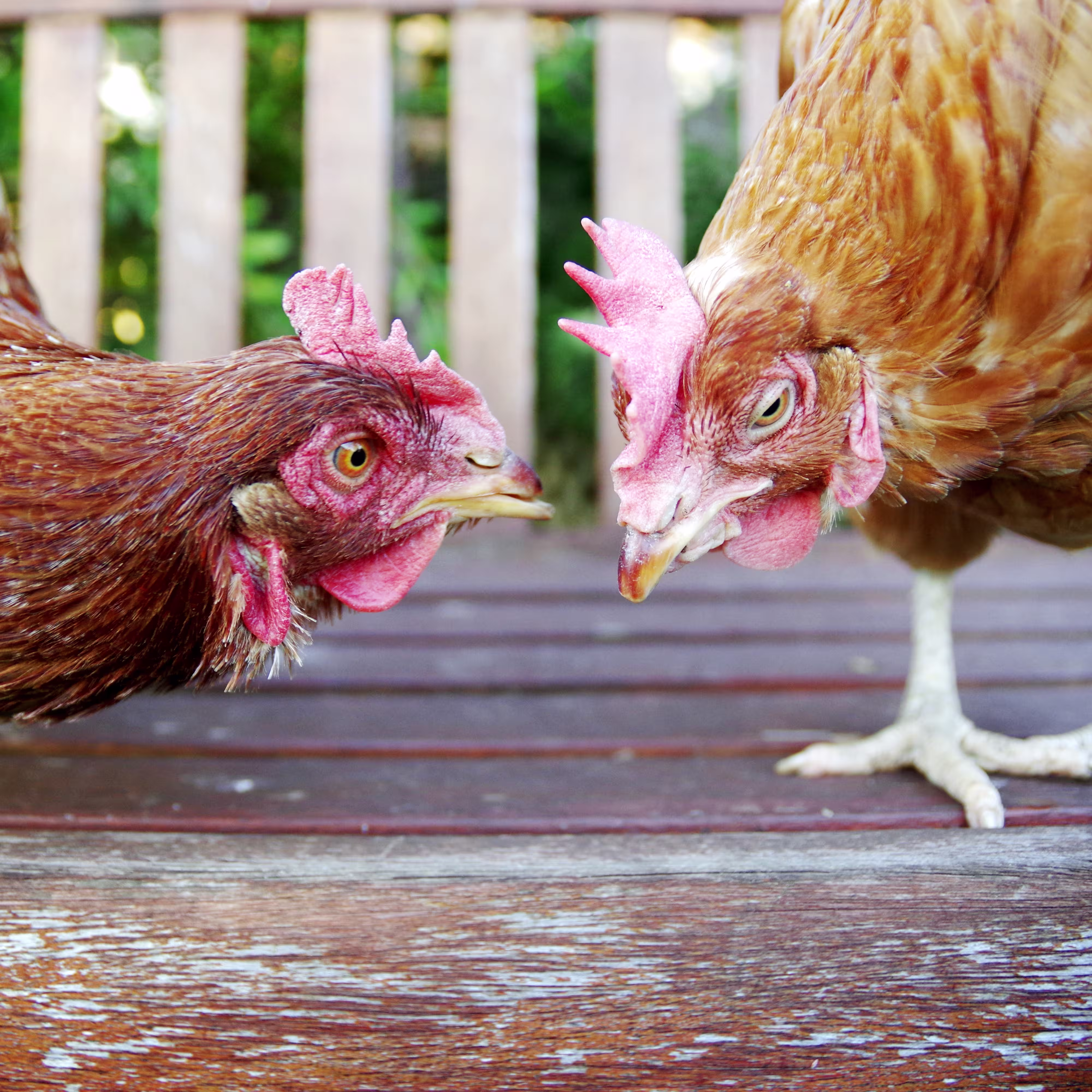rescued-laying-hens-face-to-face-outside