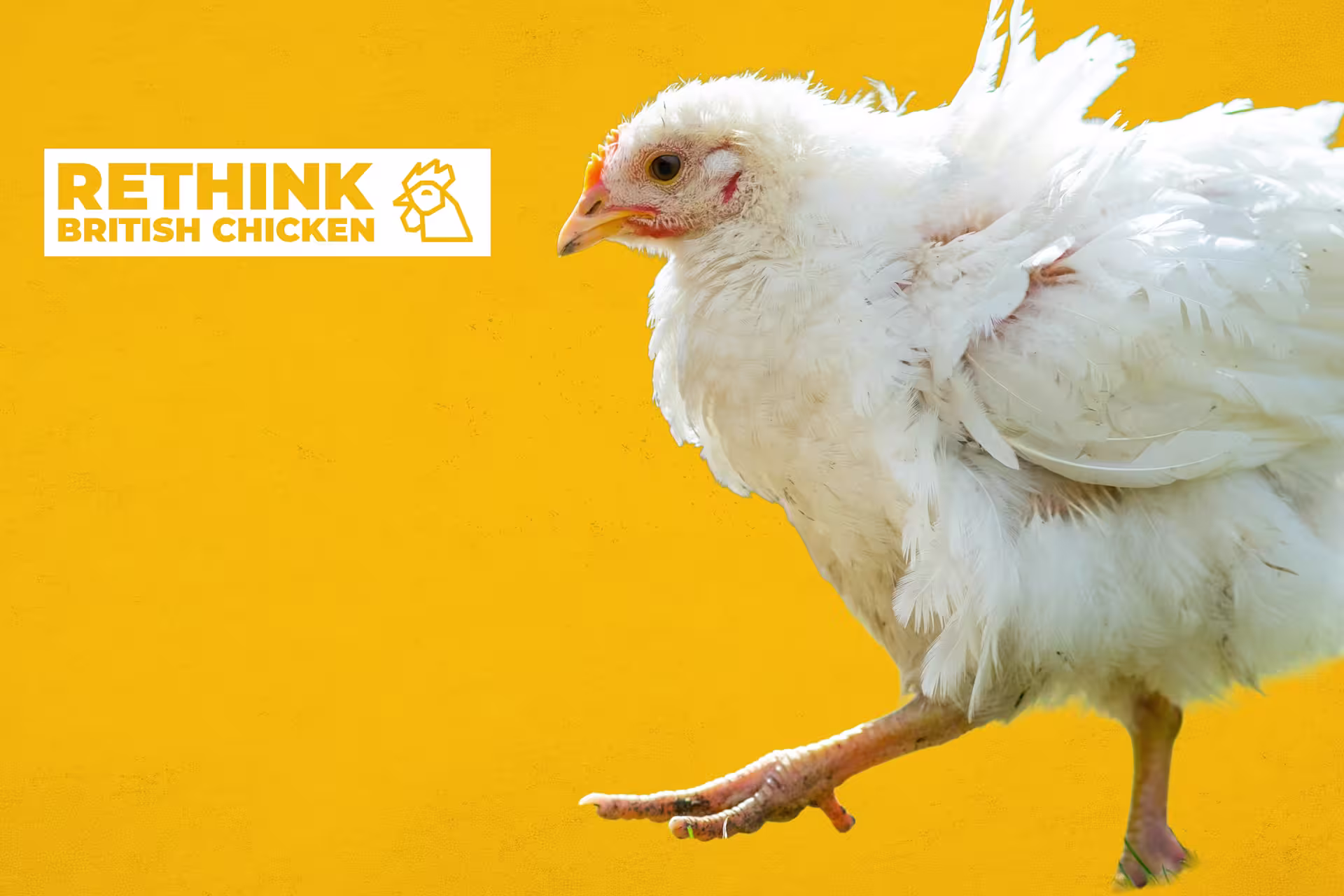 Rethink British Chicken hero with panel