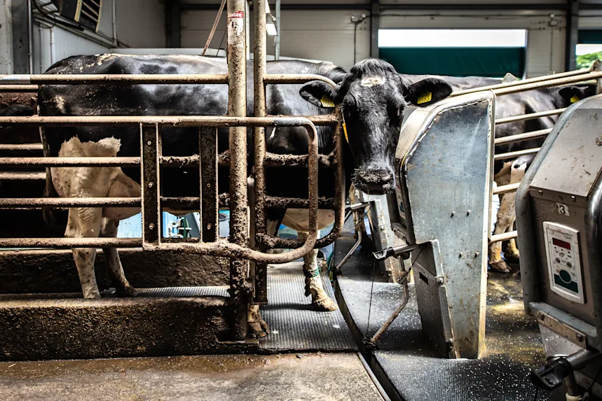 Do Humane Dairy Farms Exist? The Truth About Milk