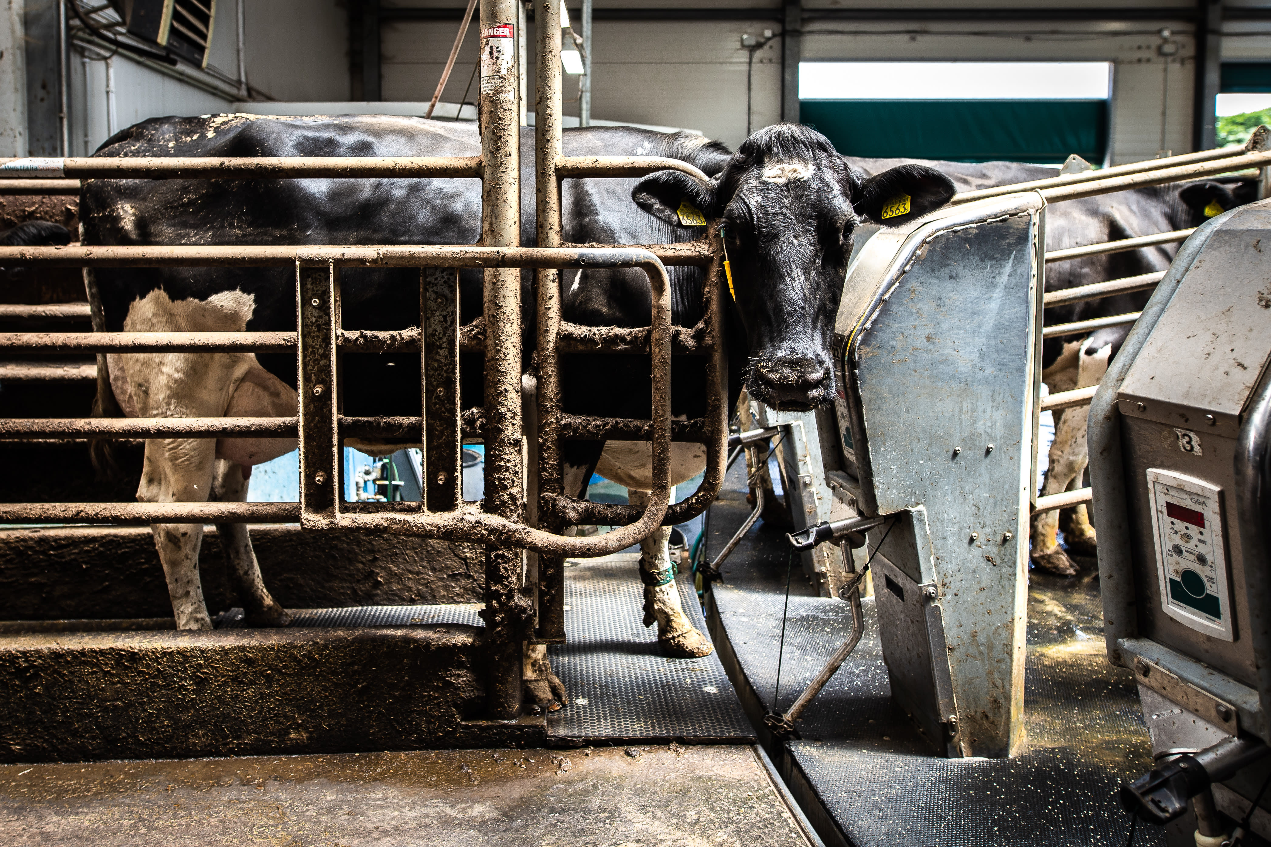 A dairy cow stands behind bars in a filthy facility. 