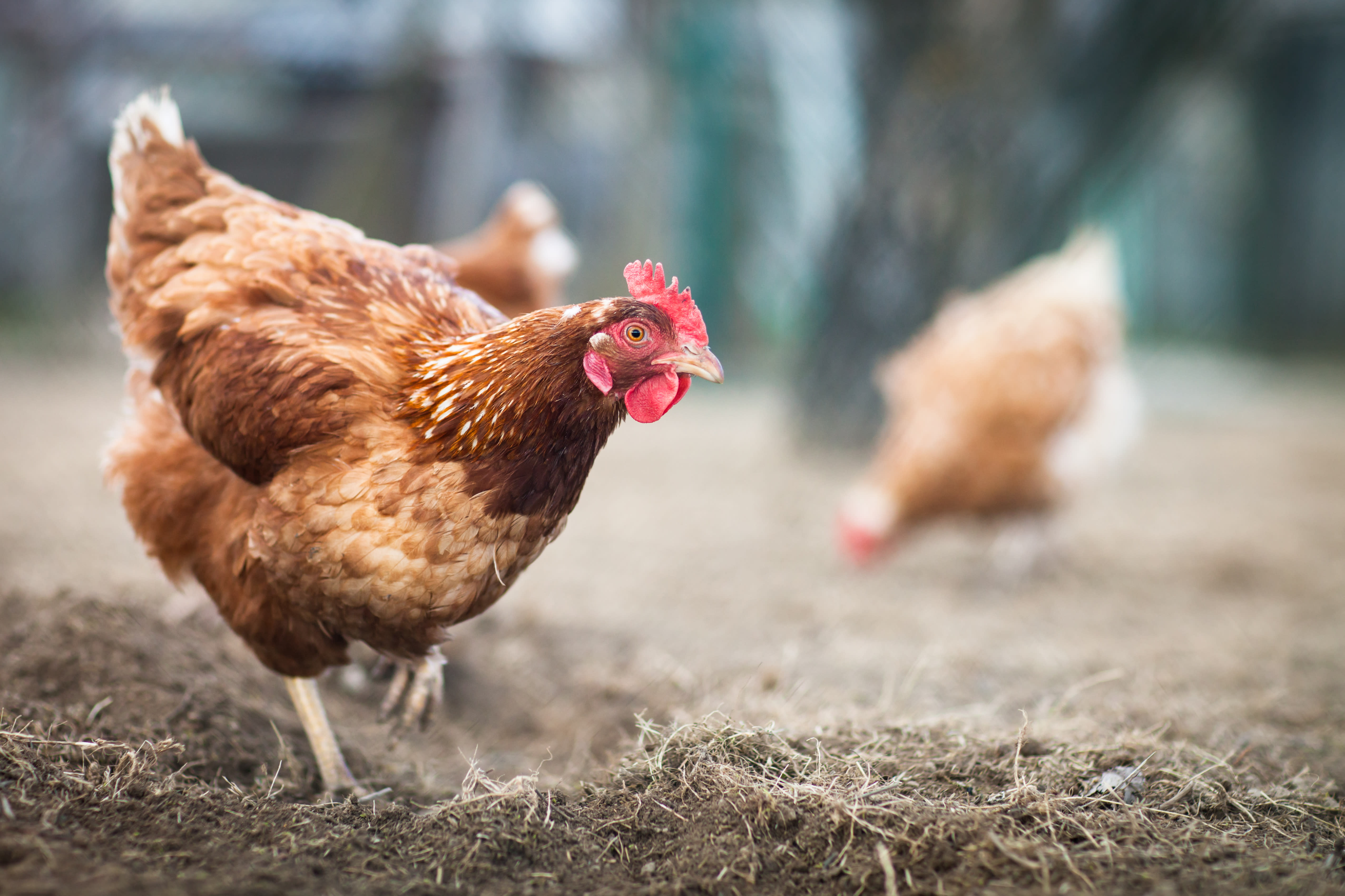 Brown hen scratching in dirt