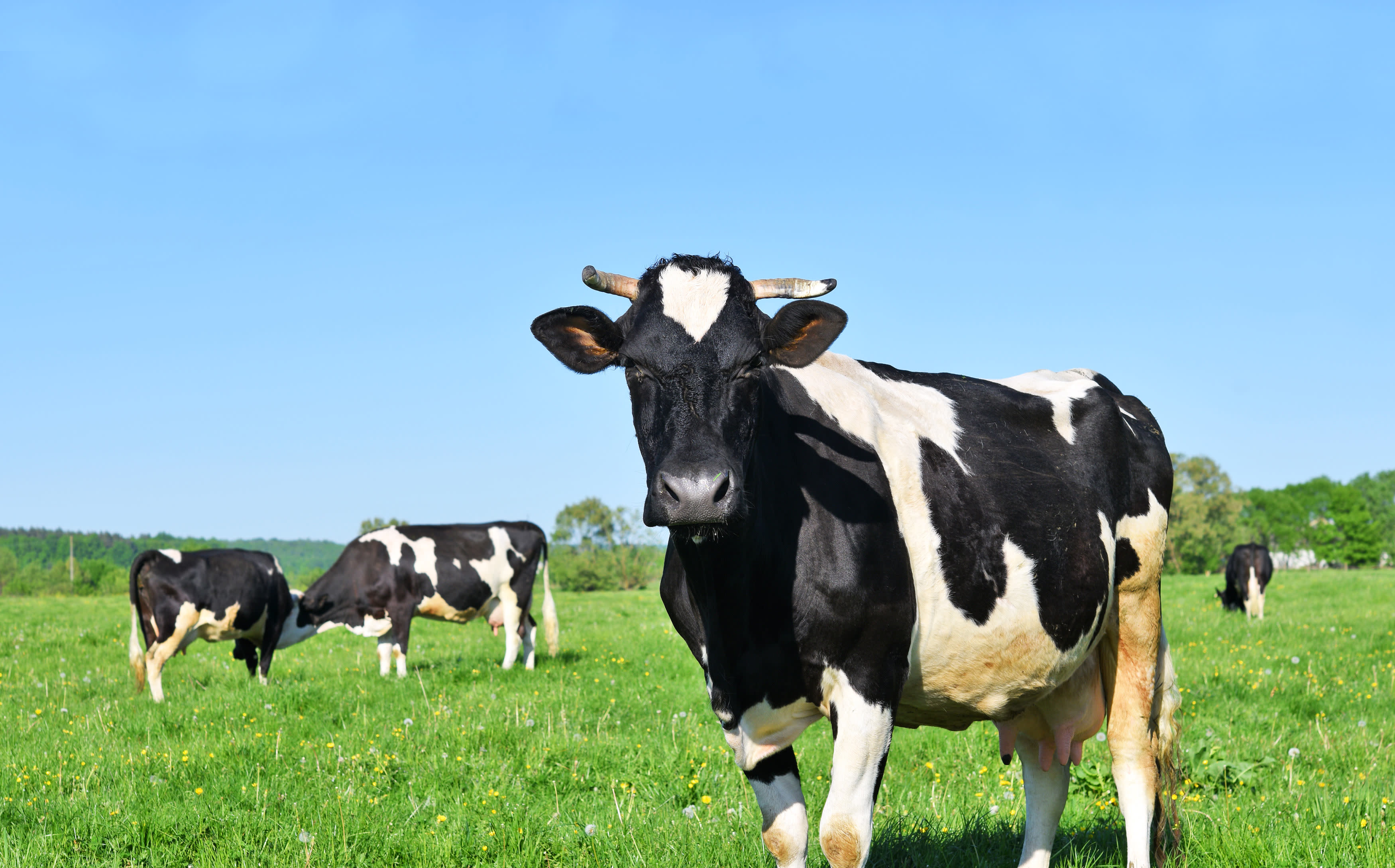 black-white-cow-horns-field-shutterstock 1344959738