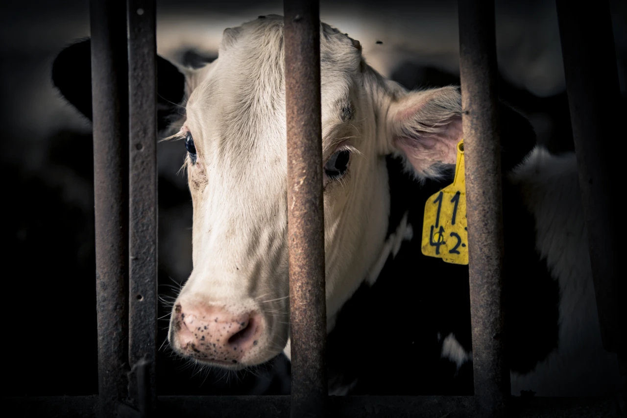 Is Calf Weaning Animal Cruelty?