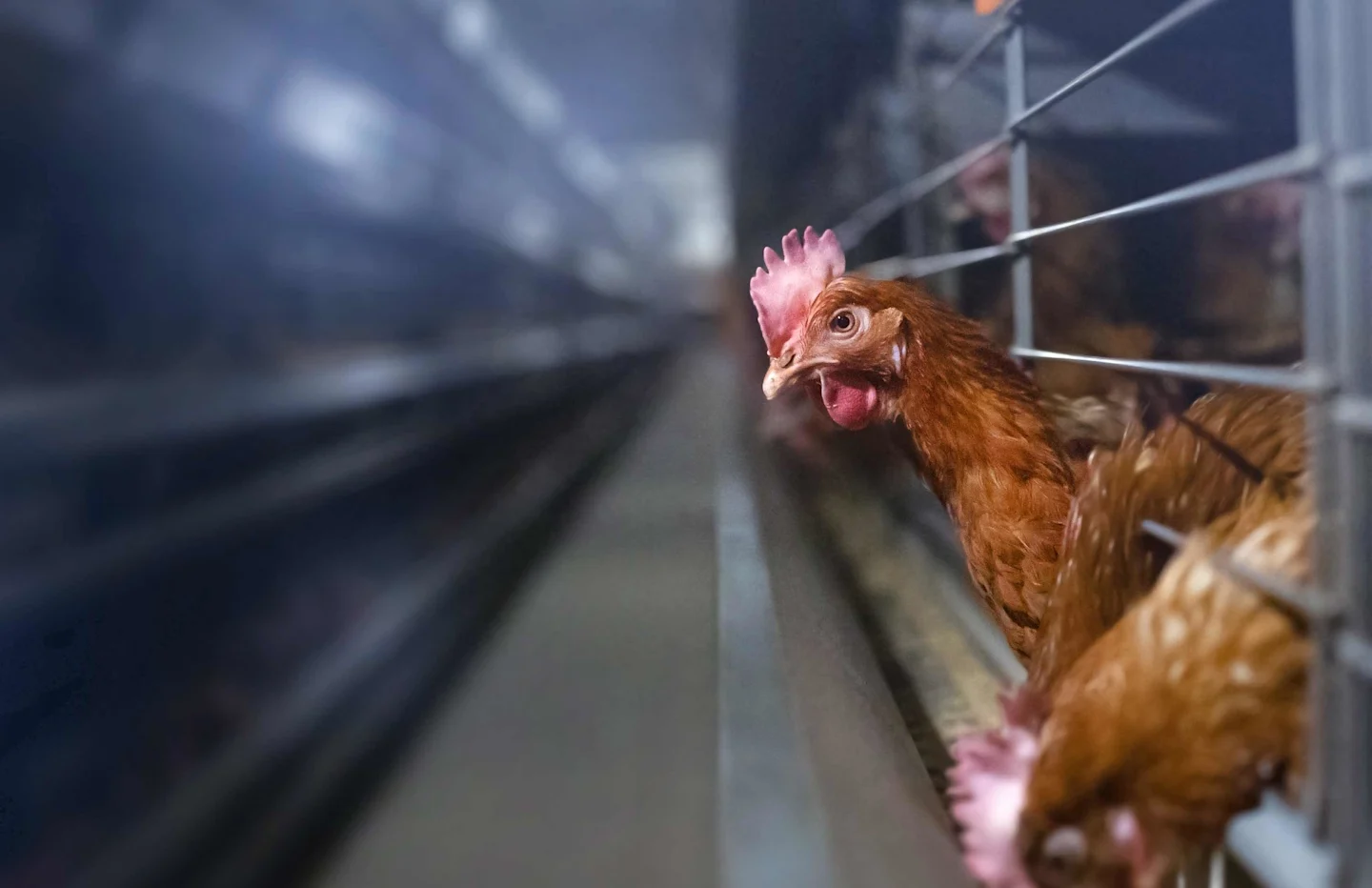 A caged brown hen leans out of her cage