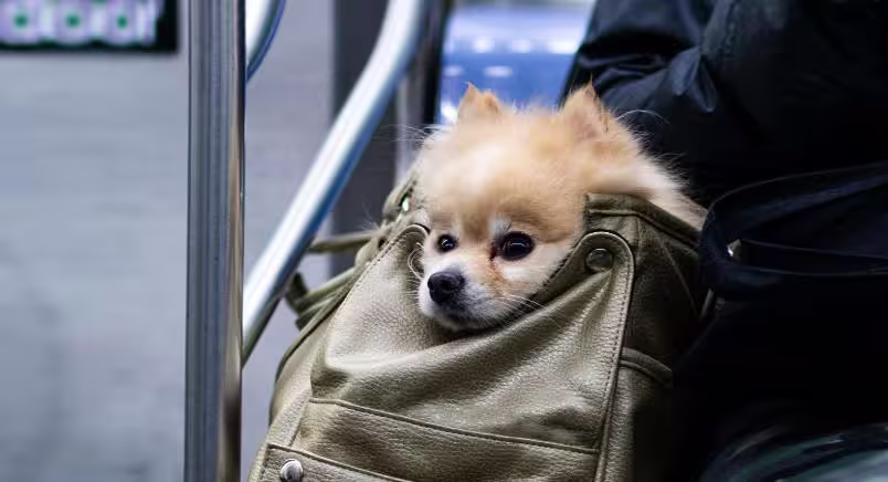 NYC Animal Caucus Mini Image