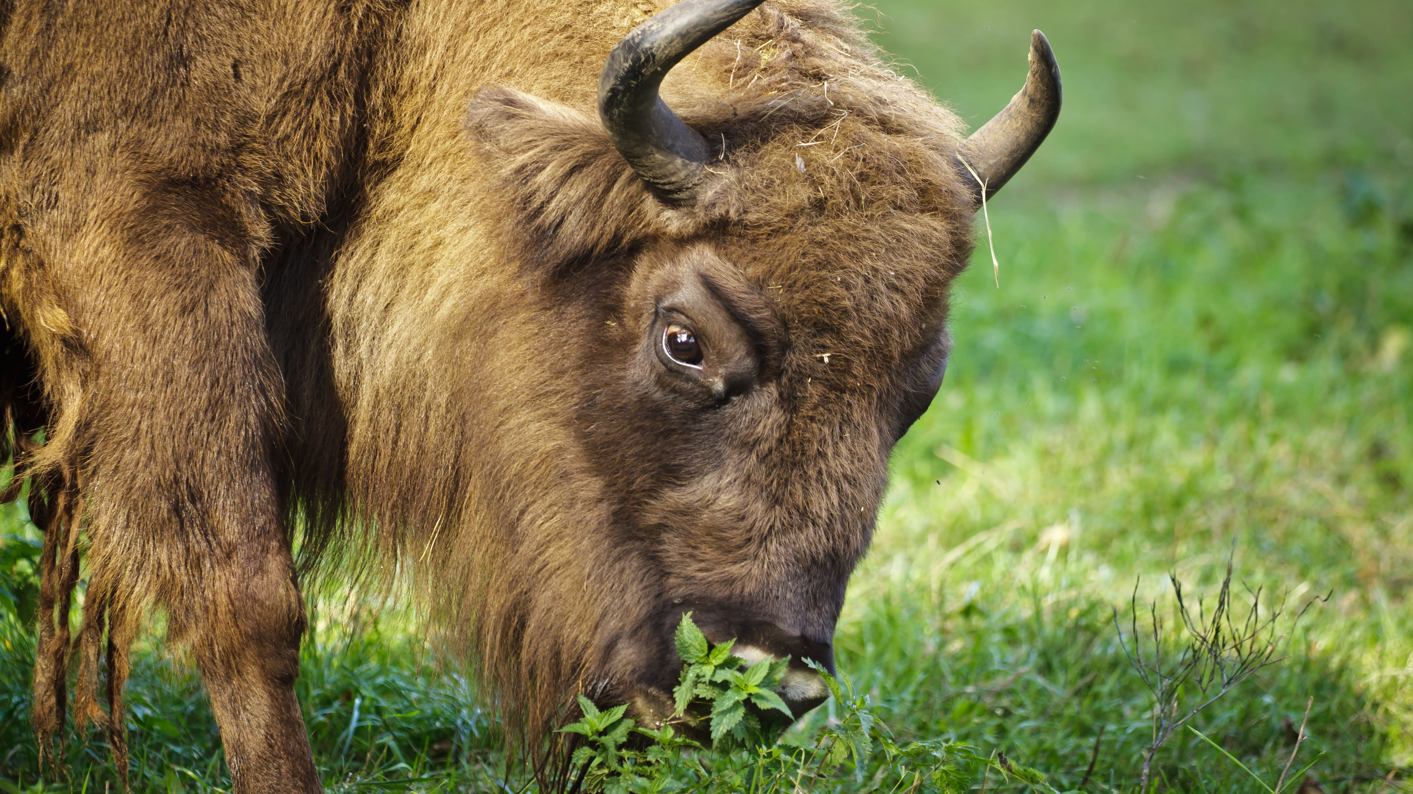 Is there an ethical case for eating buffalo? image