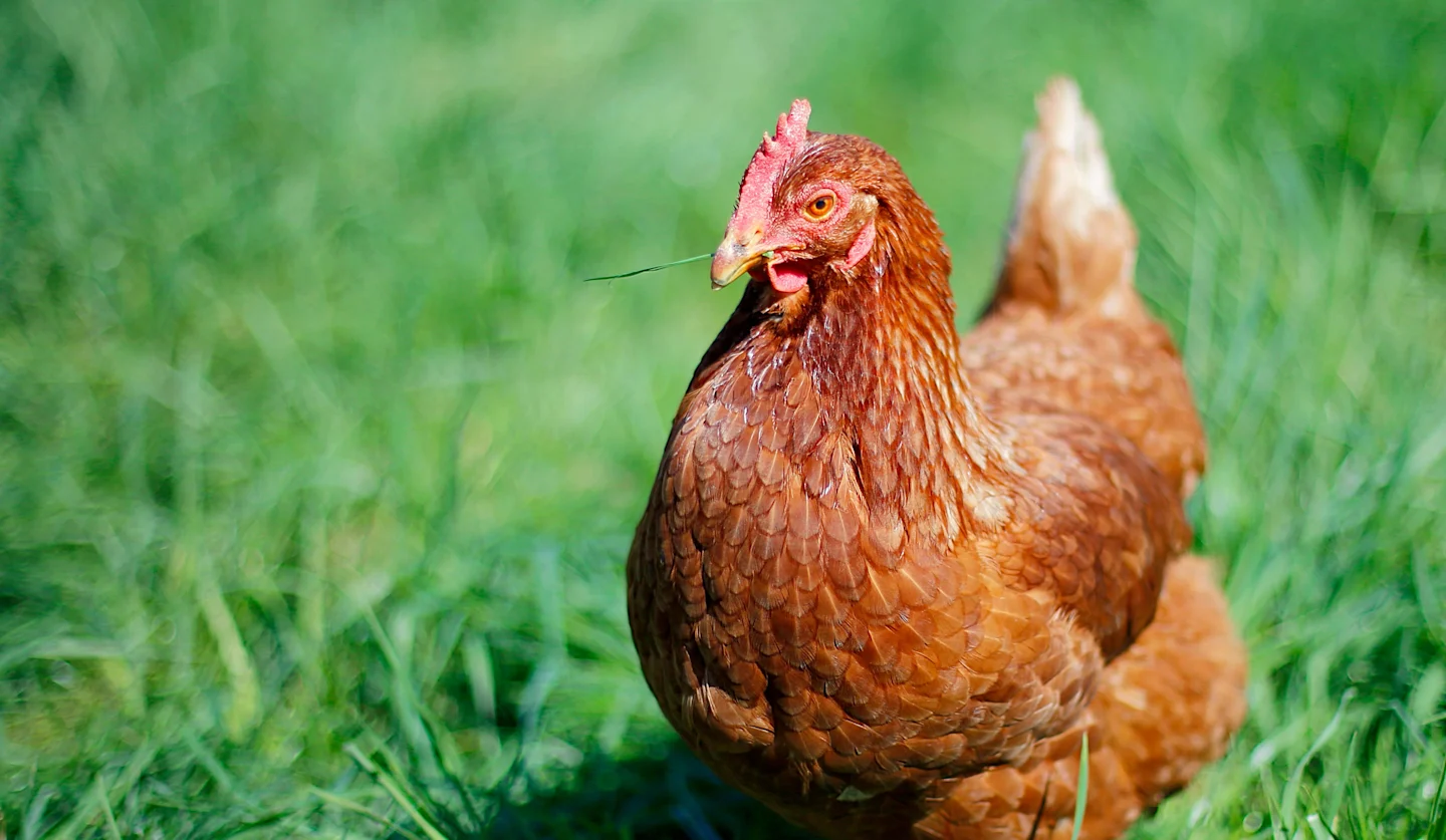 A Cage-Free Future Is Coming