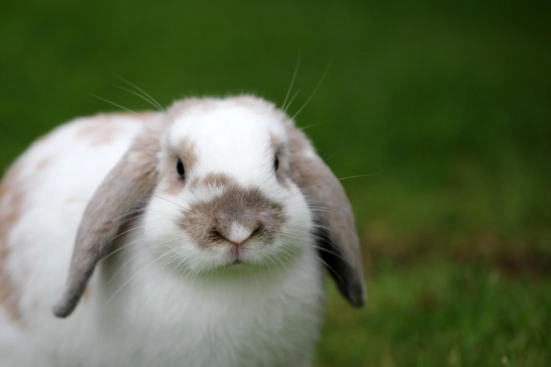 How are rabbits farmed and what are they farmed for?