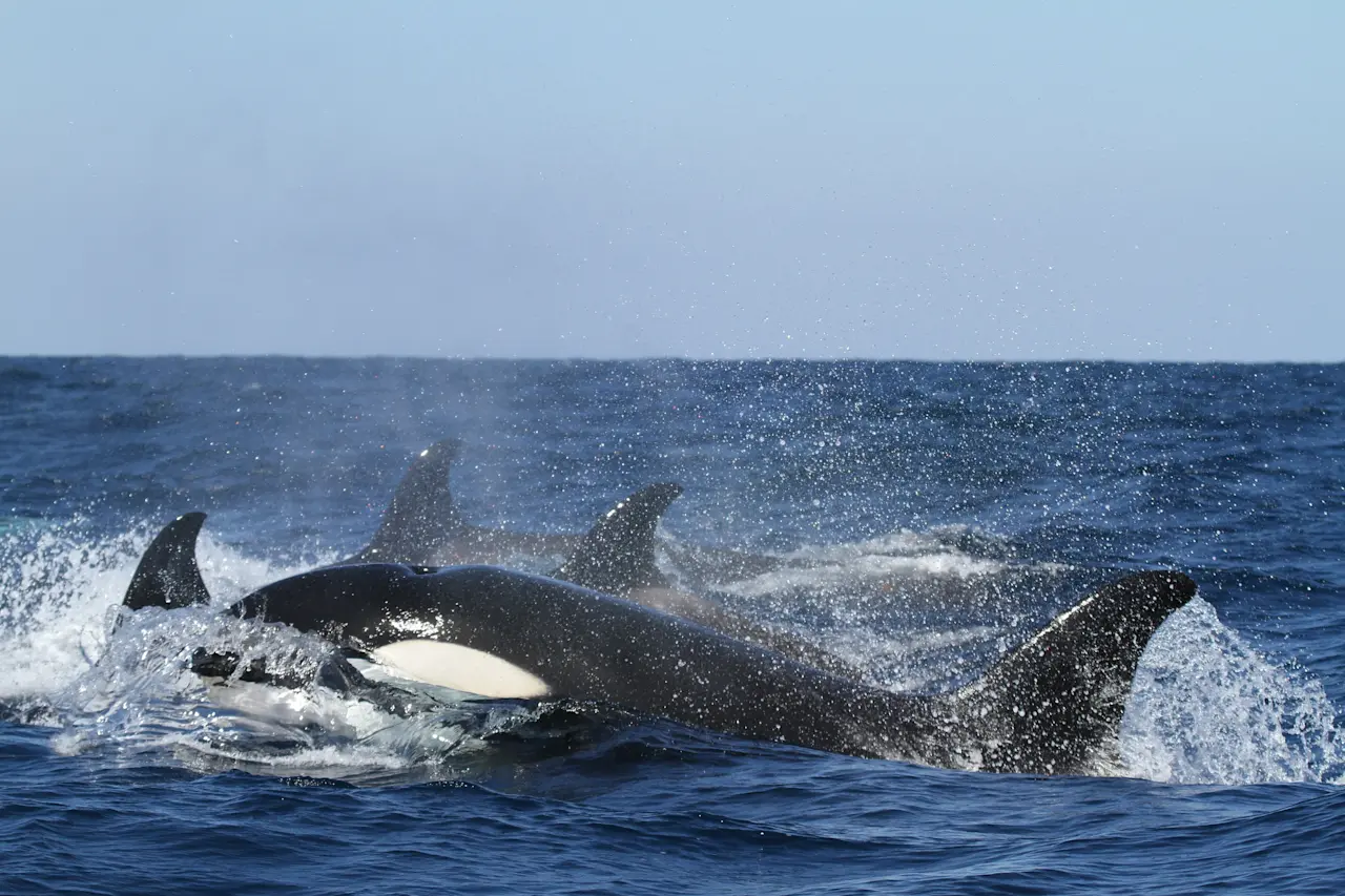 Whale in the ocean