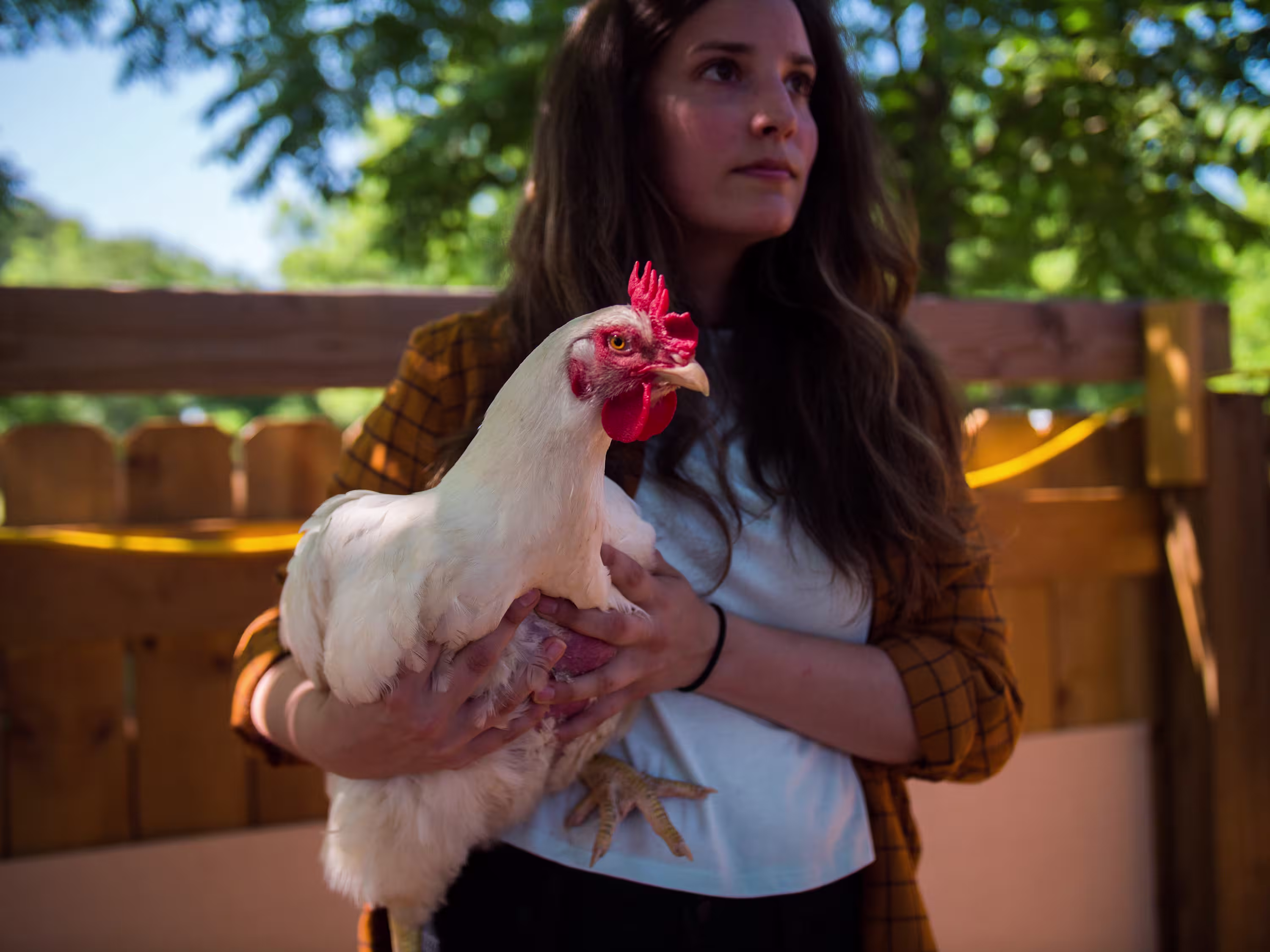 happy-broiler-katie-changing-hearts-rescue-human-adam-peditto