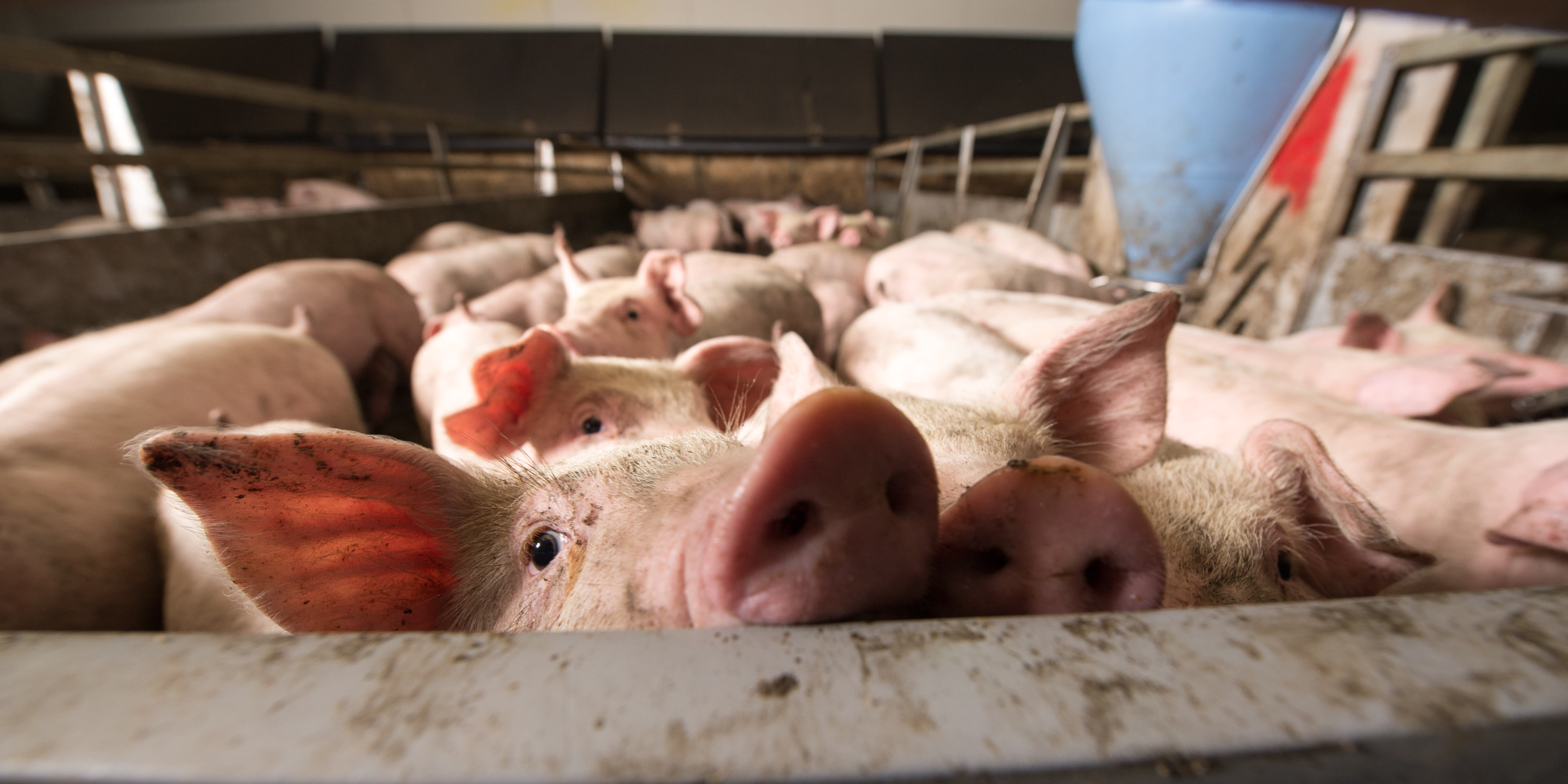 Pigs crowded into a small pen on a factory farm