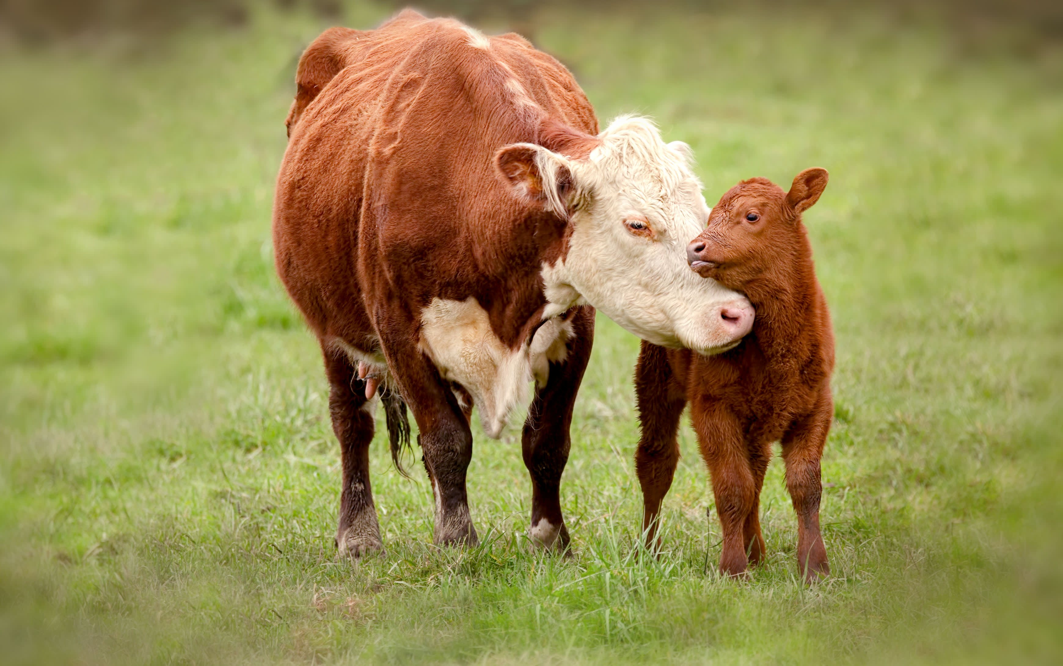 two-cows-in-field