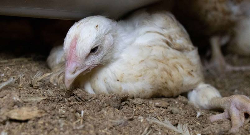 Broiler hen on litter with one leg out