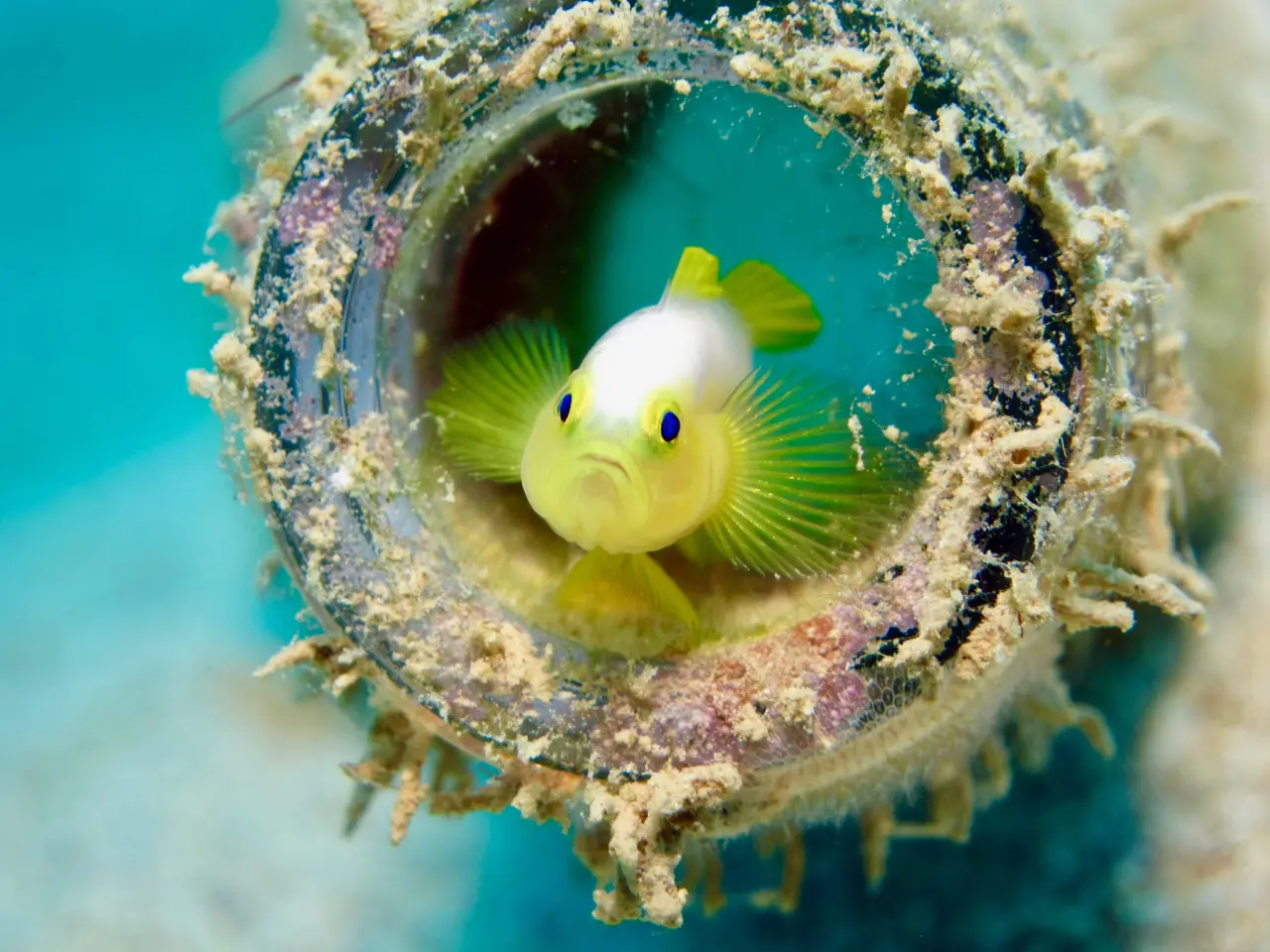 Goby fish