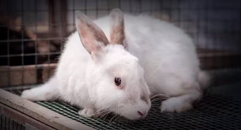 Single white rabbit