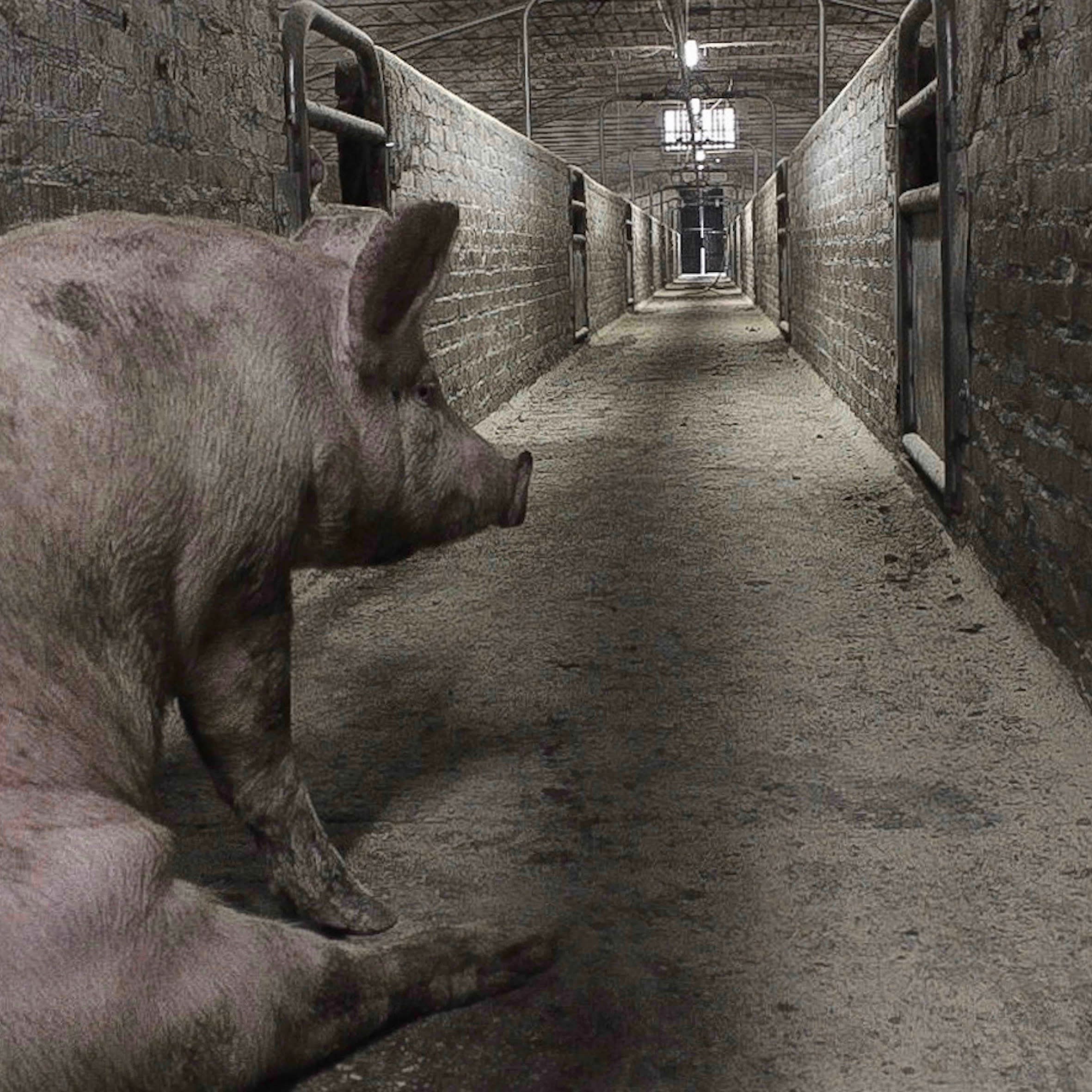 Pig on Factory Farm Image