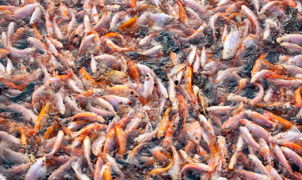 fish-farming-classification-of-fish-production-systems-types-of-cultural-practices-their