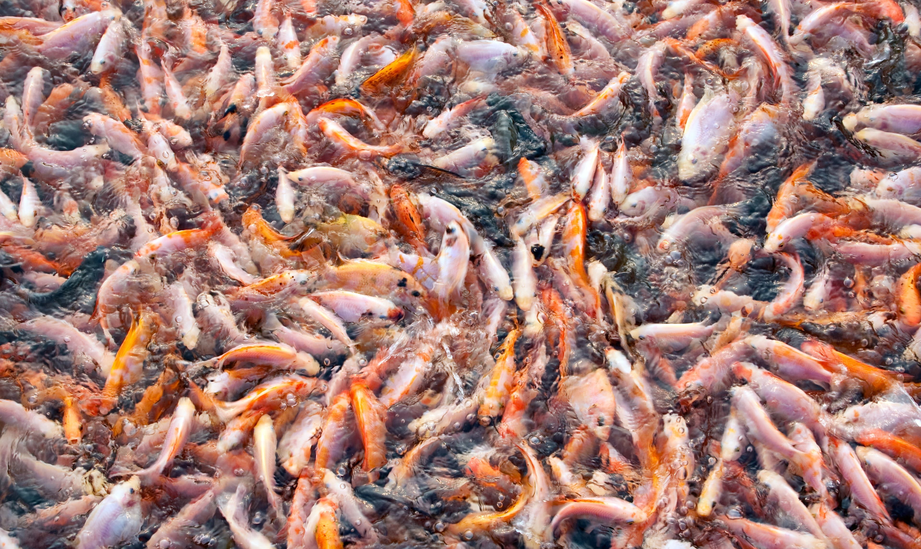 Factory Fish Farming: What It Is and Why It's Cruel to Fish