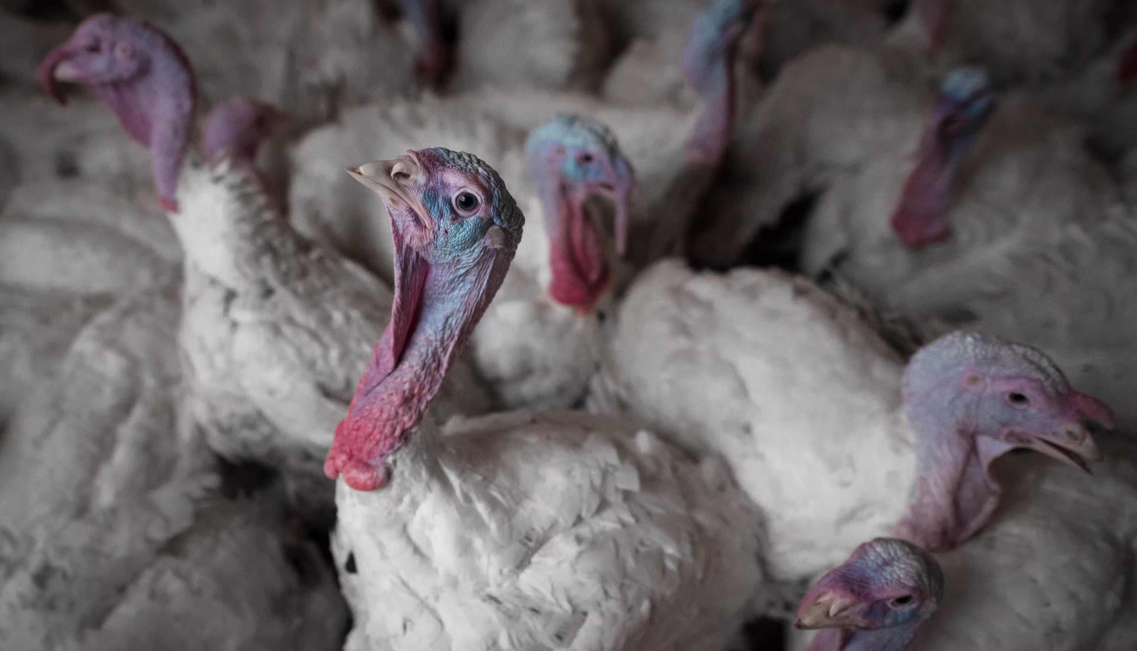 Turkey on factory farm