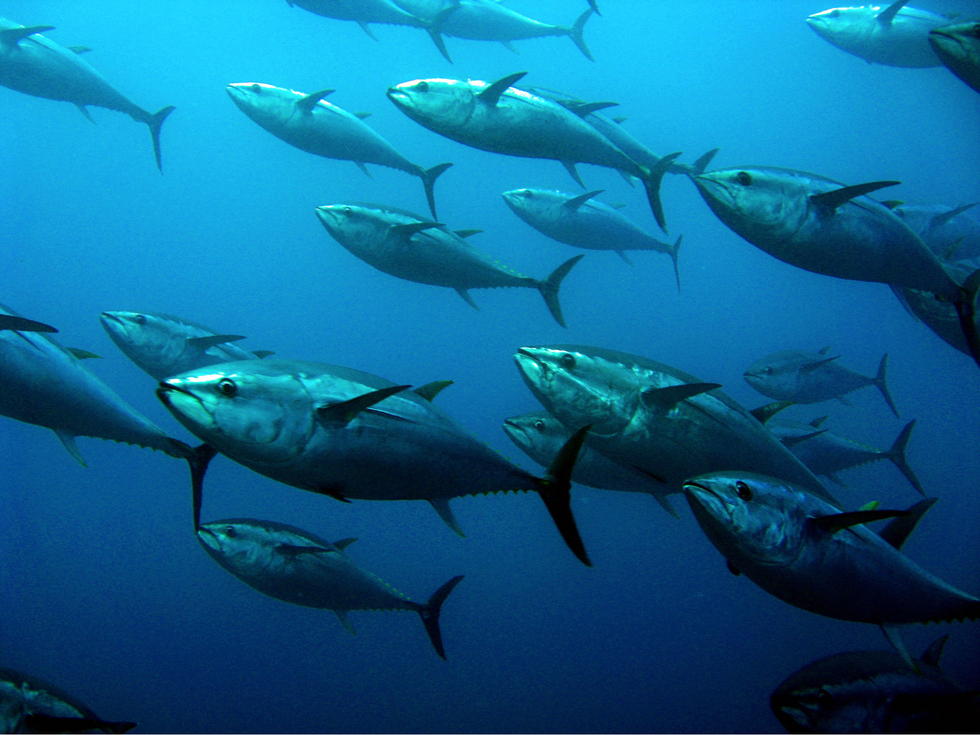 School of fish in the ocean