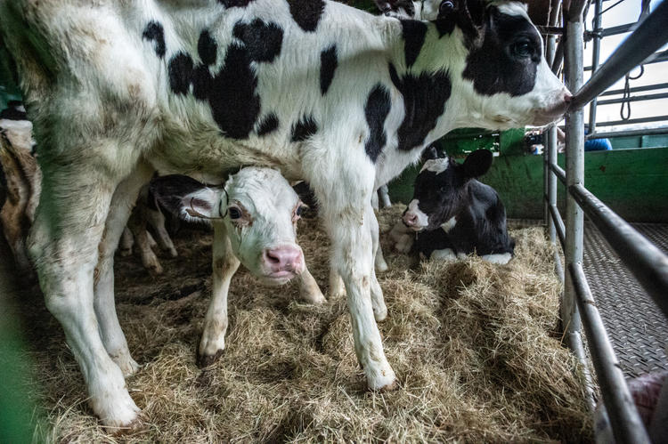 Calves look out the bars of a transport truck