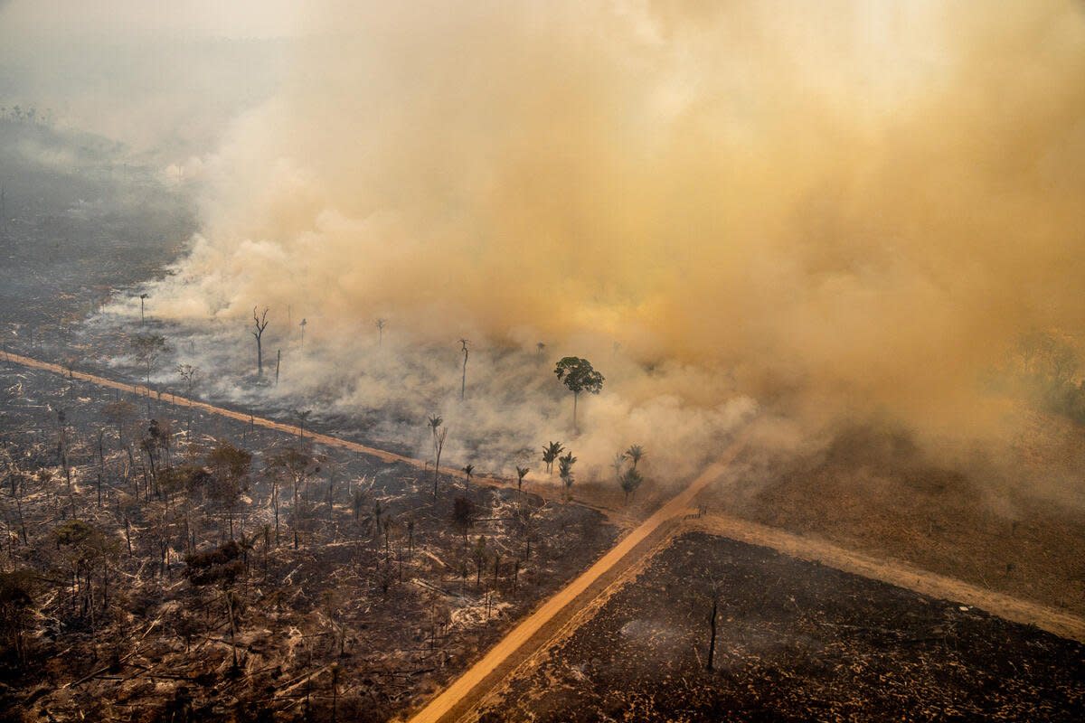 Hunting, deforestation, and fire threaten jaguars in the  Rainforest