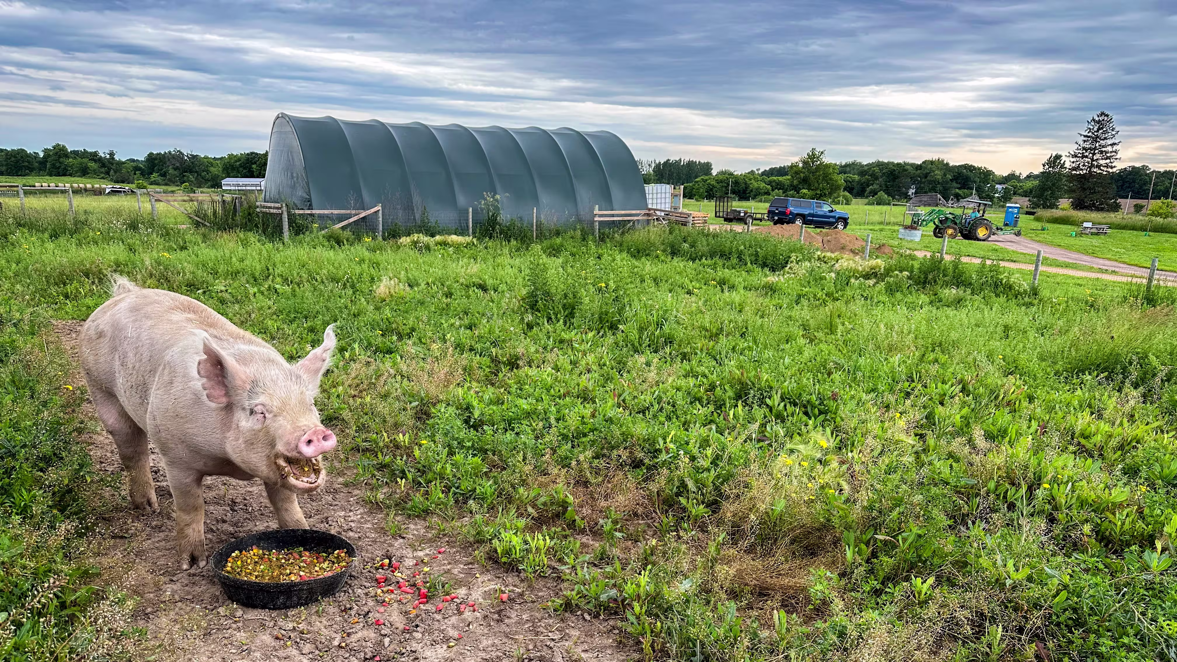 Pickles the pig image