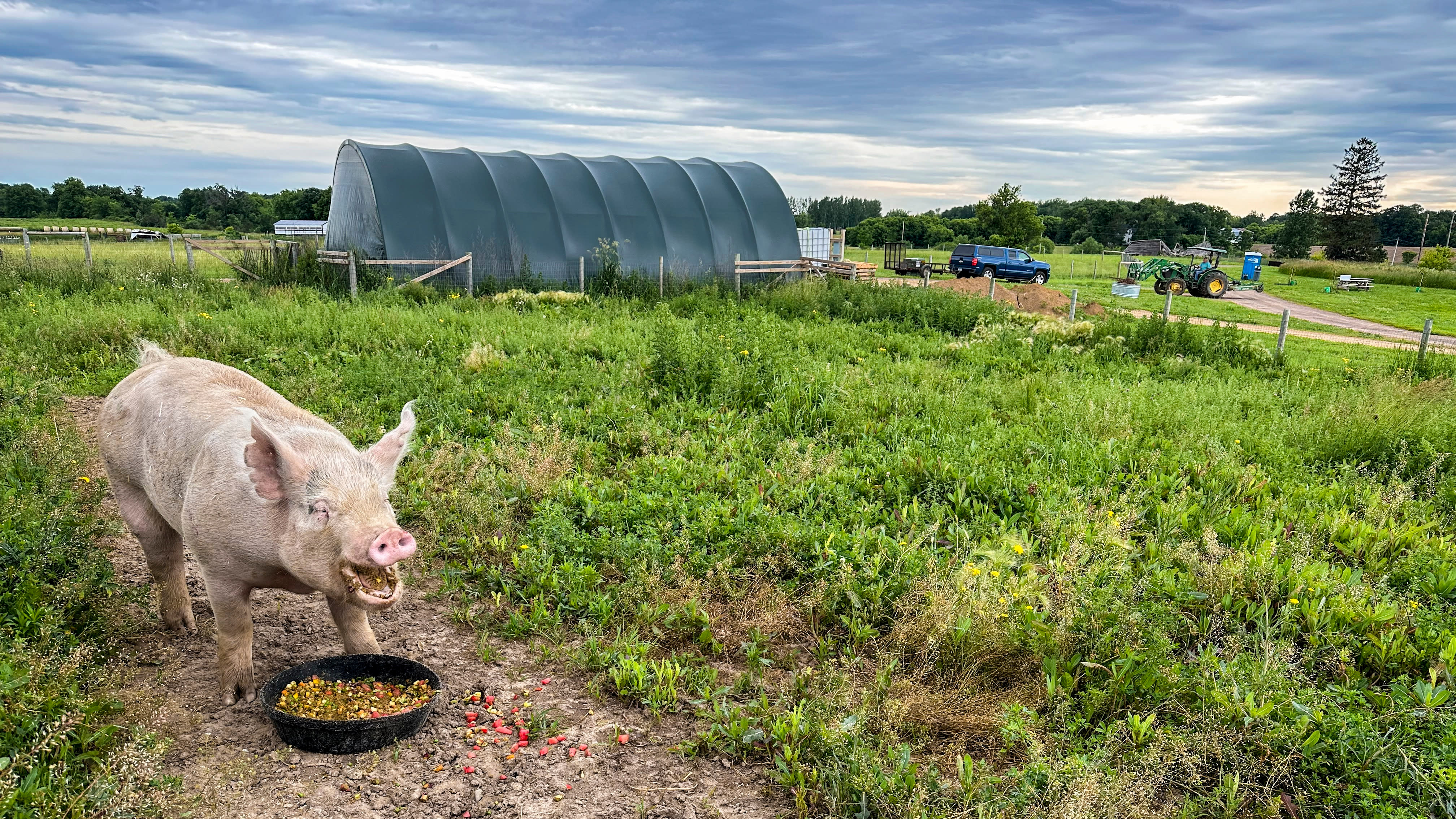 Pickles the pig image