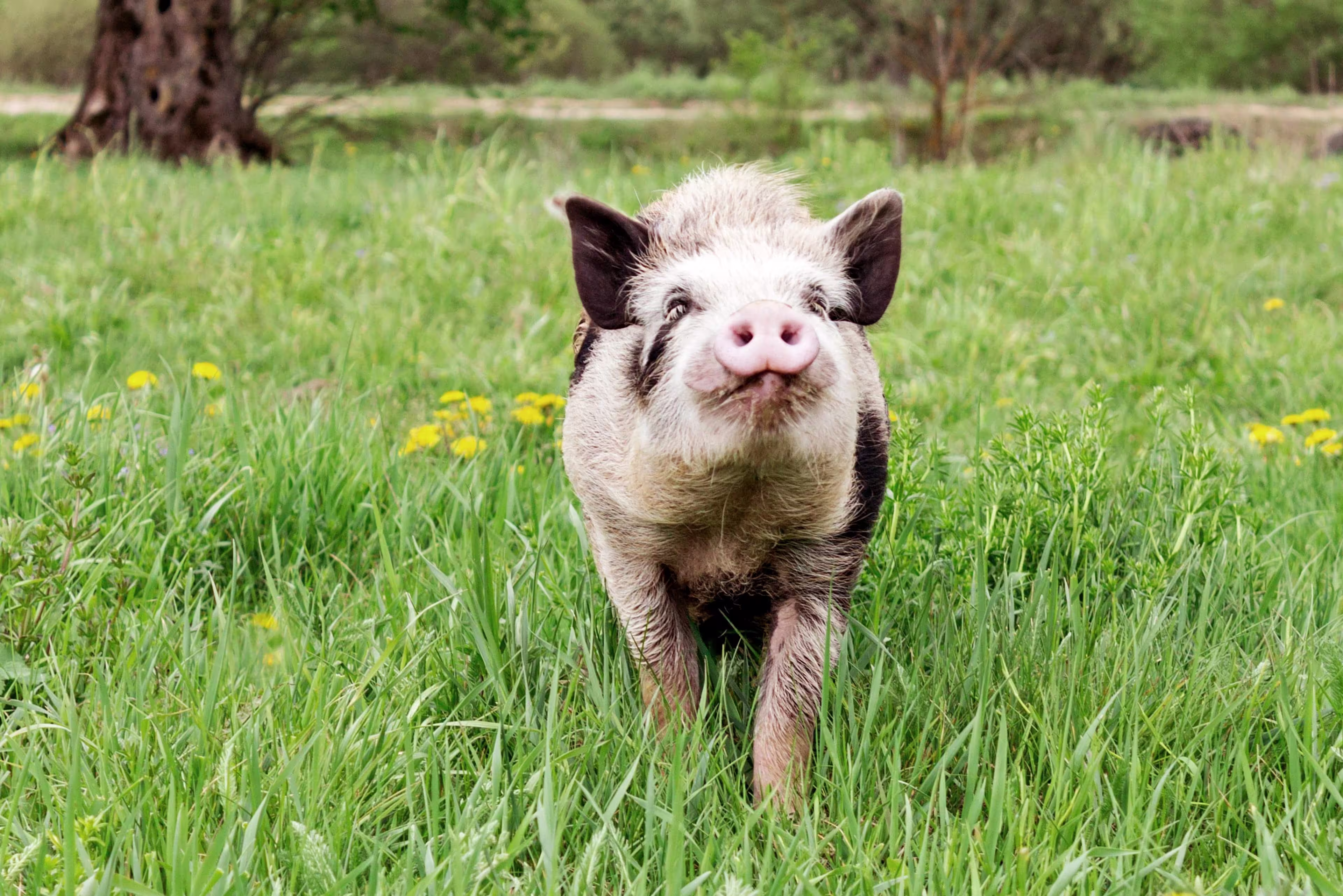 single-happy-pig-mud-sanctuary-for-the-animals-MM
