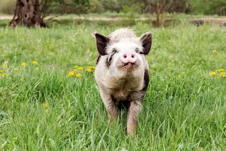 Pig Intelligence: Are Pigs as Intelligent as Dogs?