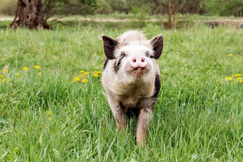 7 facts about pigs that you might not know
