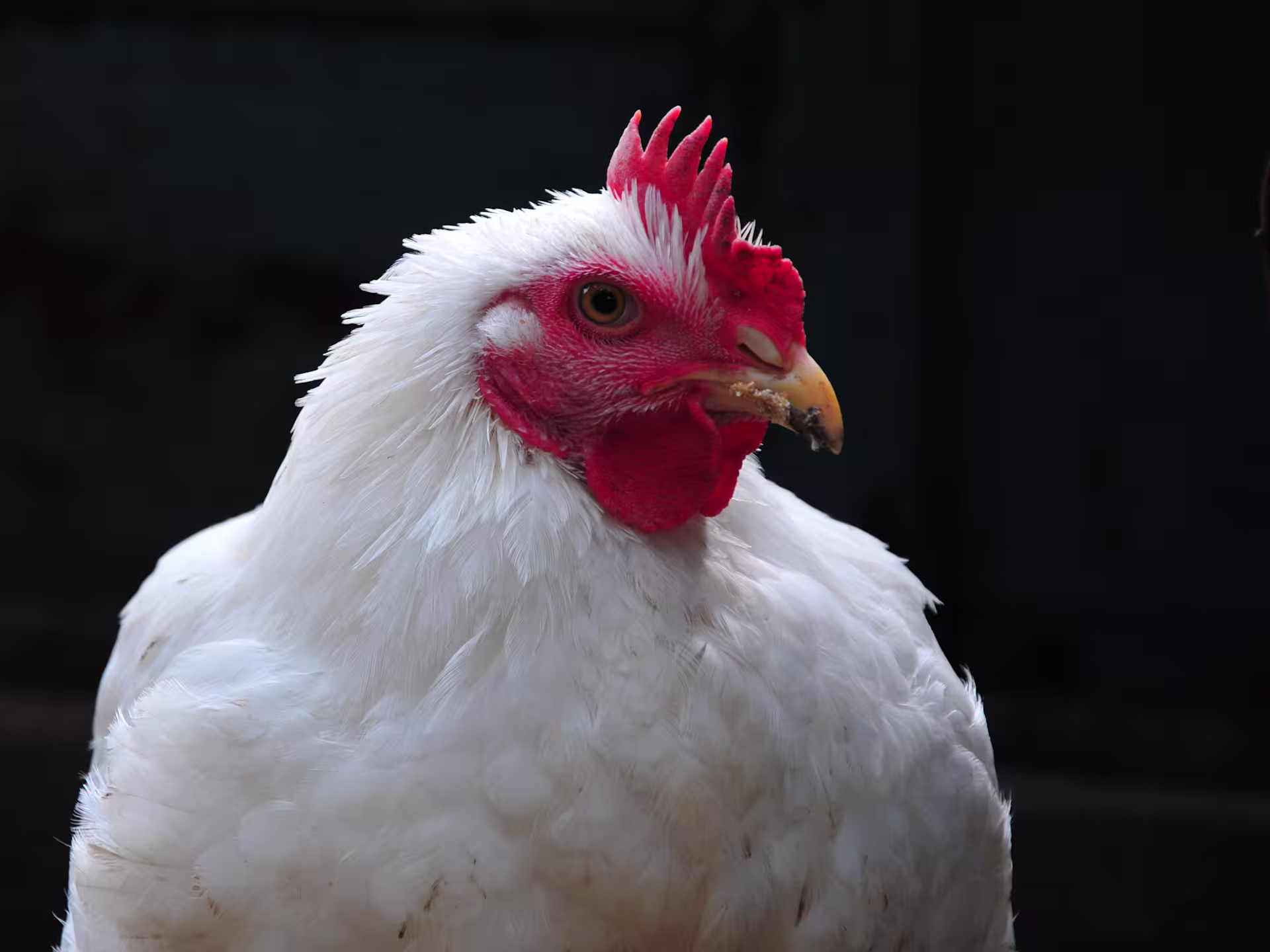 Broiler chicken on muted background