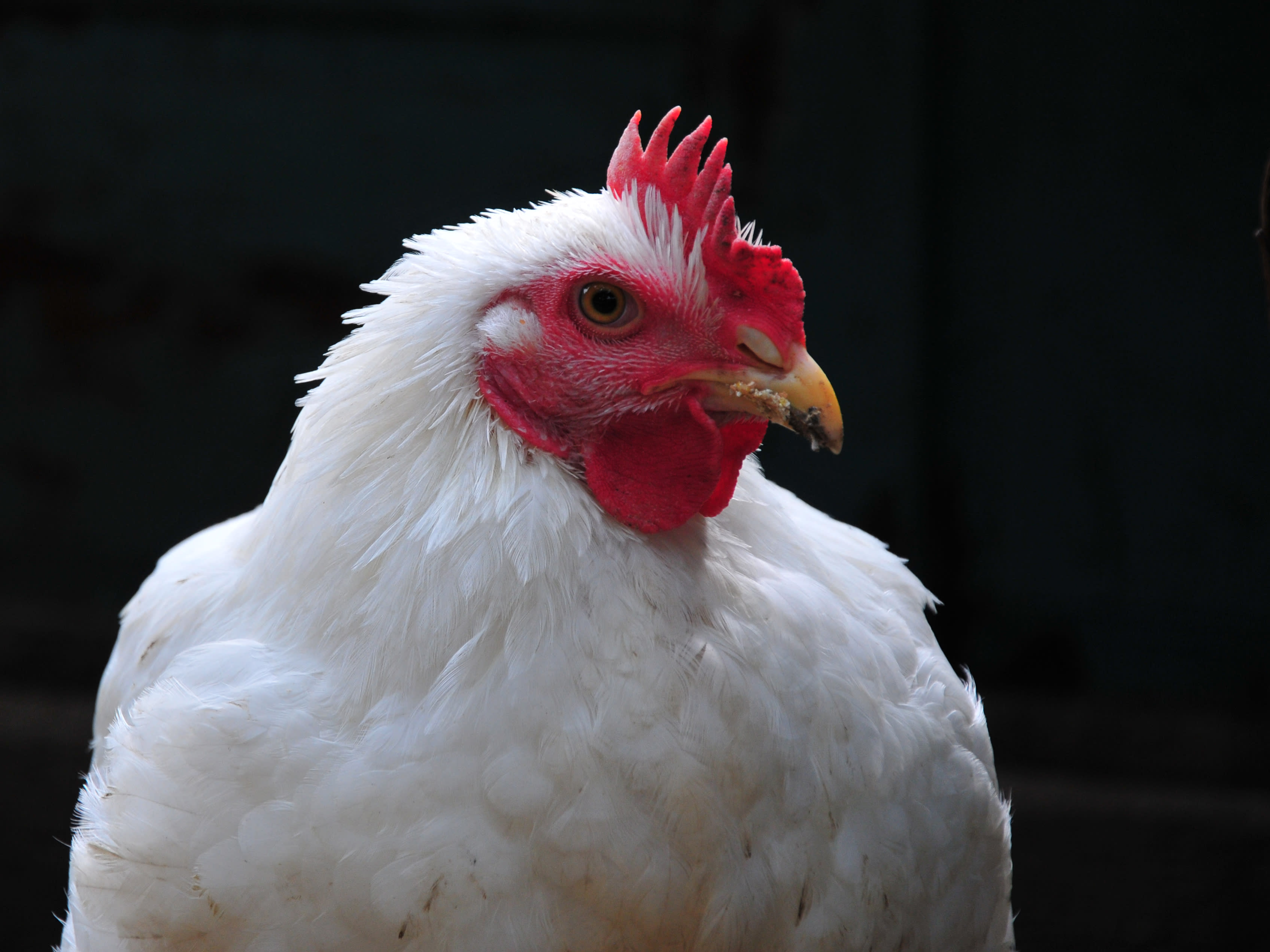 Broiler chicken on muted background