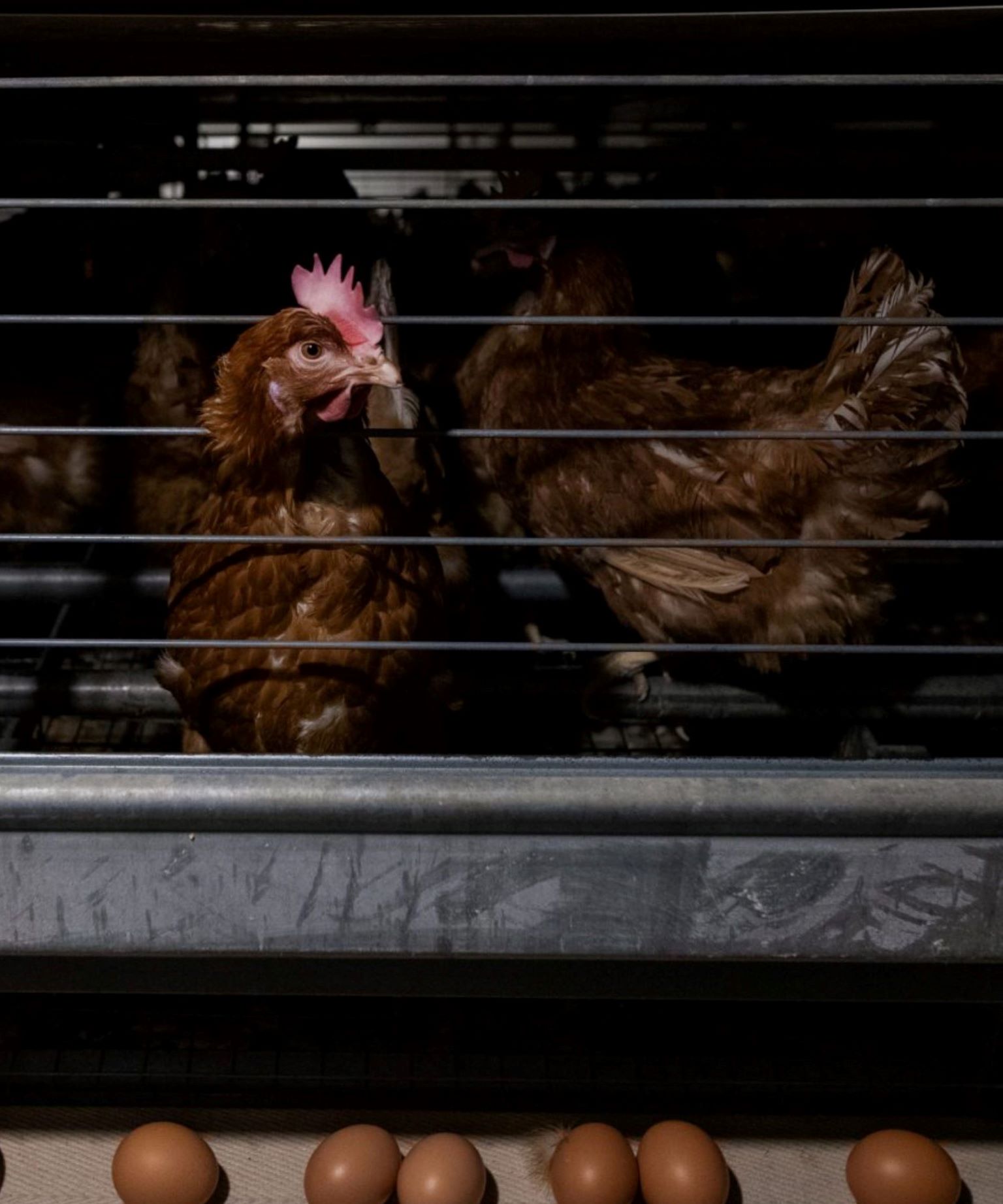 THE FUTURE OF EGGS IN JAPAN | The Humane League