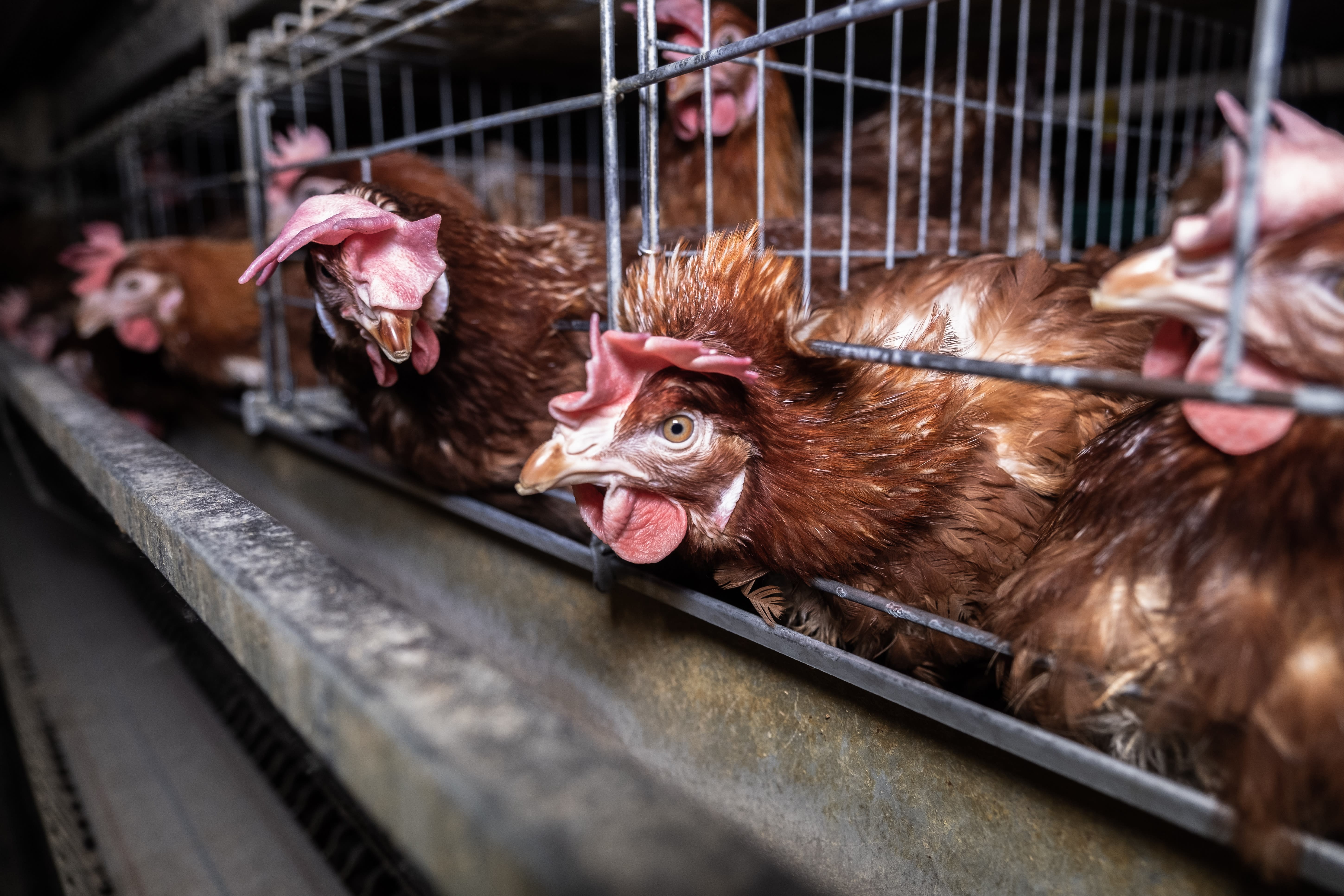 Farm-Animal-Transparency-Animals-Uncovered-000019616-a011c492216cb47a0911 Caged Hens