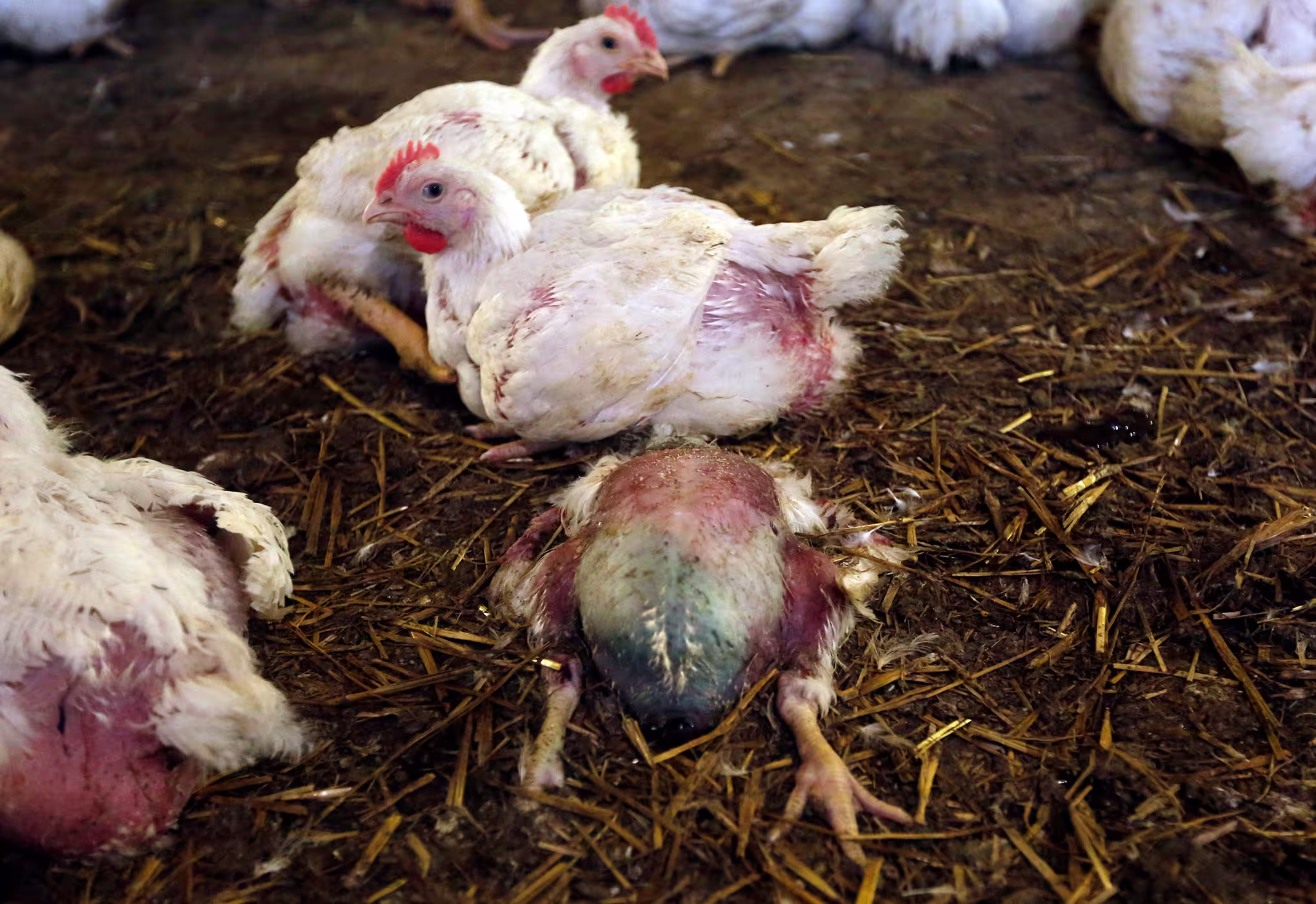 broiler-chicken-laying-flip-over-green-muscle-AS-opencages