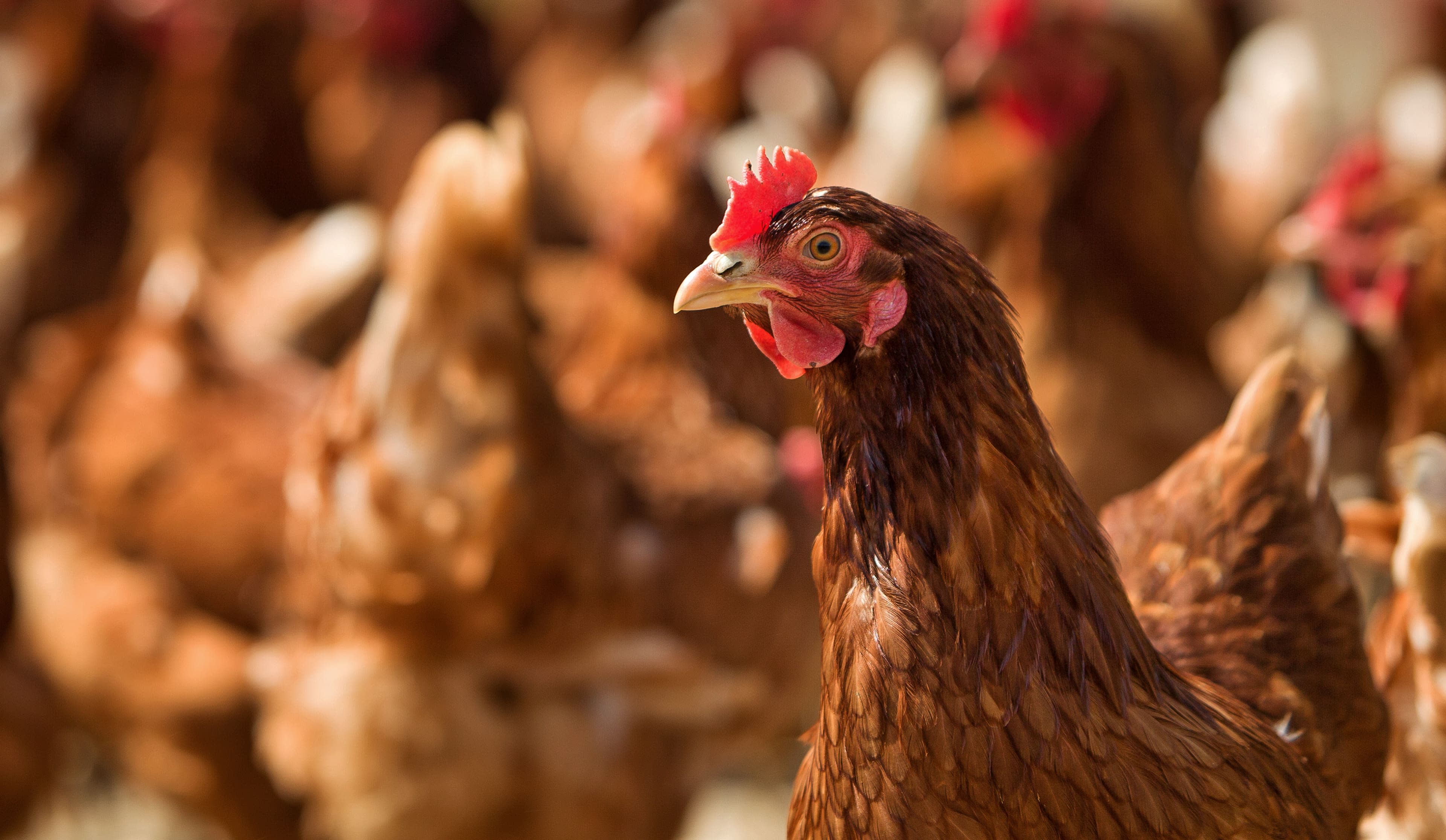 KFC, Pizza Hut, and Taco Bell state Global Cage-Free Policy.