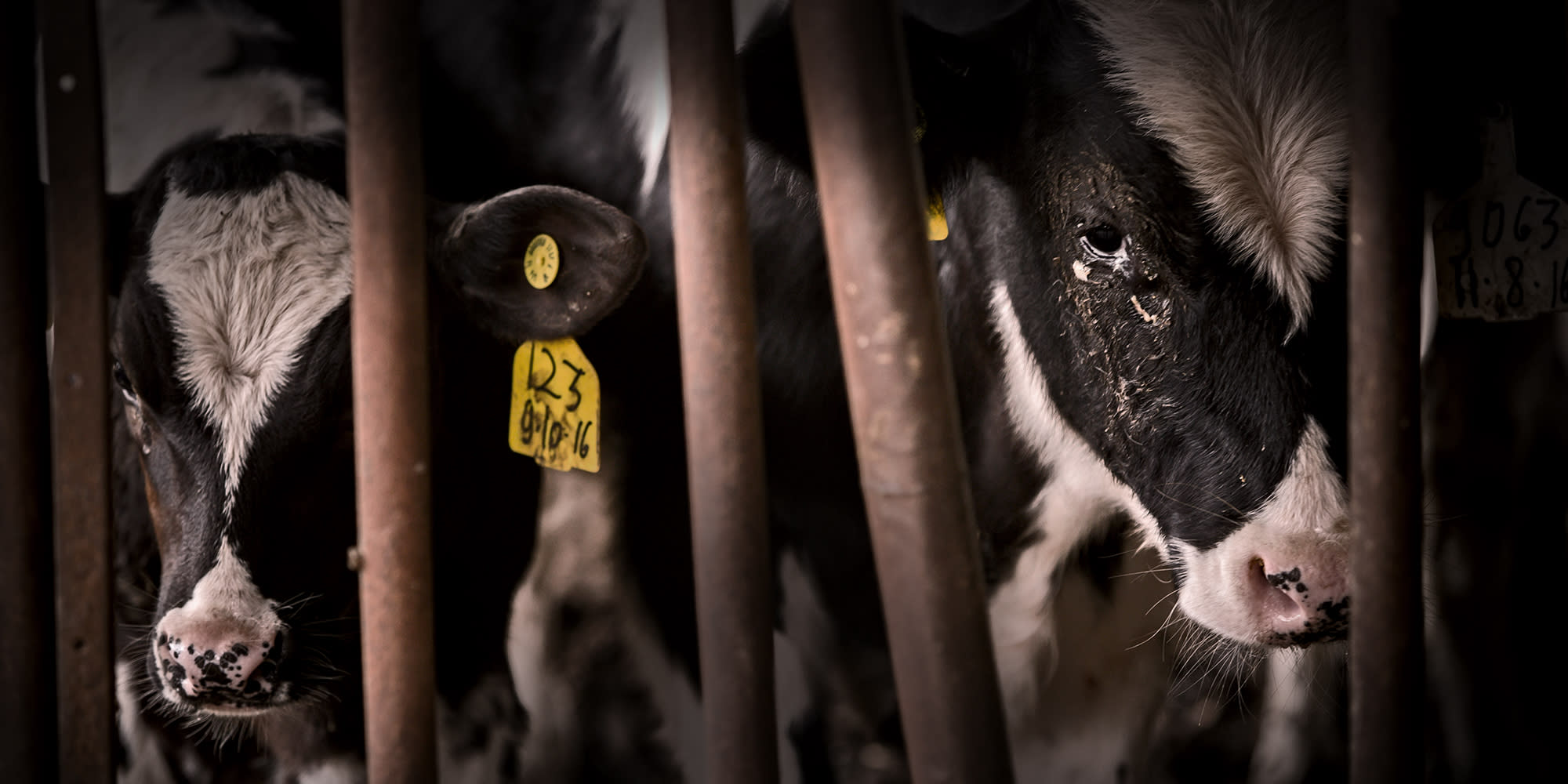 Calves behind bars on a factory farm.