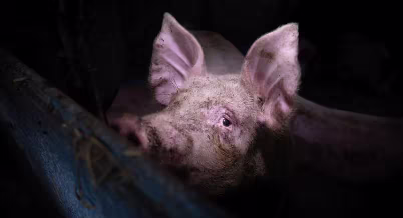 Solitary, dirty pig looking up at camera