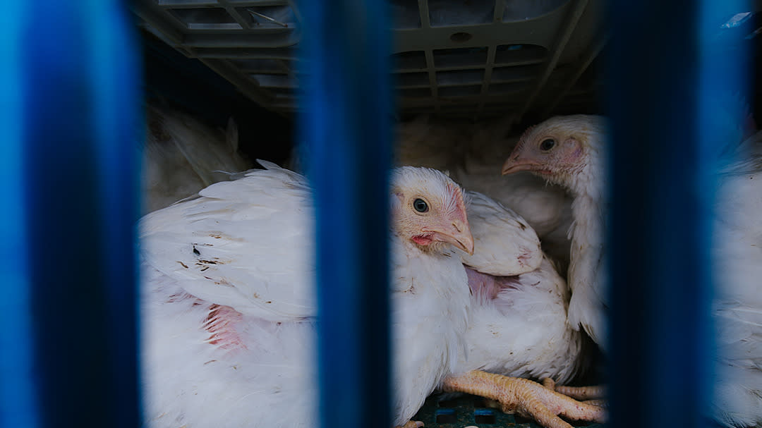 Avian influenza header