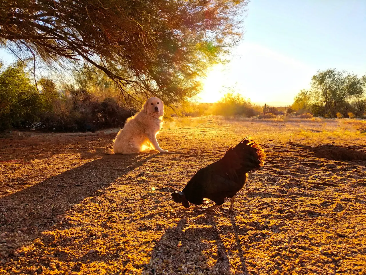 Dog-hero-image-pexels