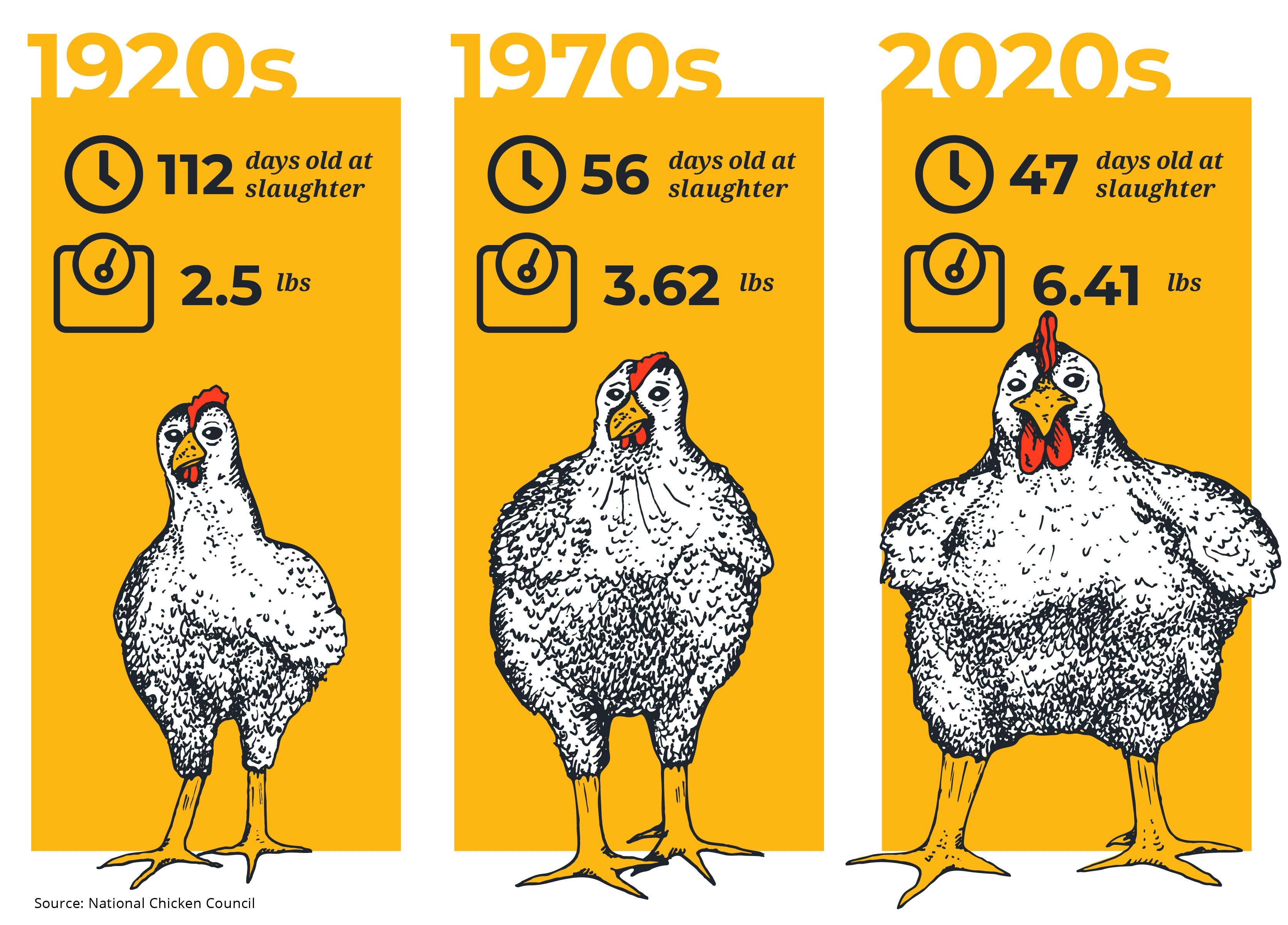 A chart showing the difference in fast-growing chicken breeds through the years.