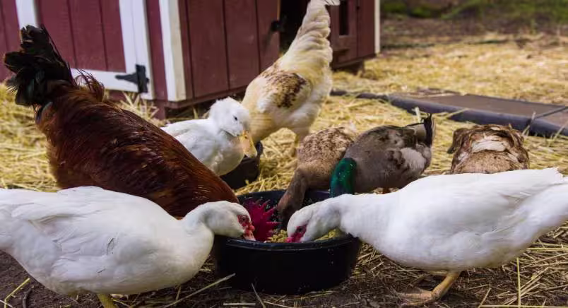 Bryant's Research Mini Image