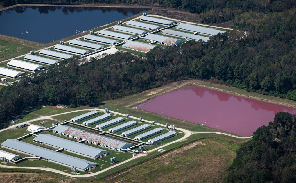Why Is Factory Farming Bad For The Environment 